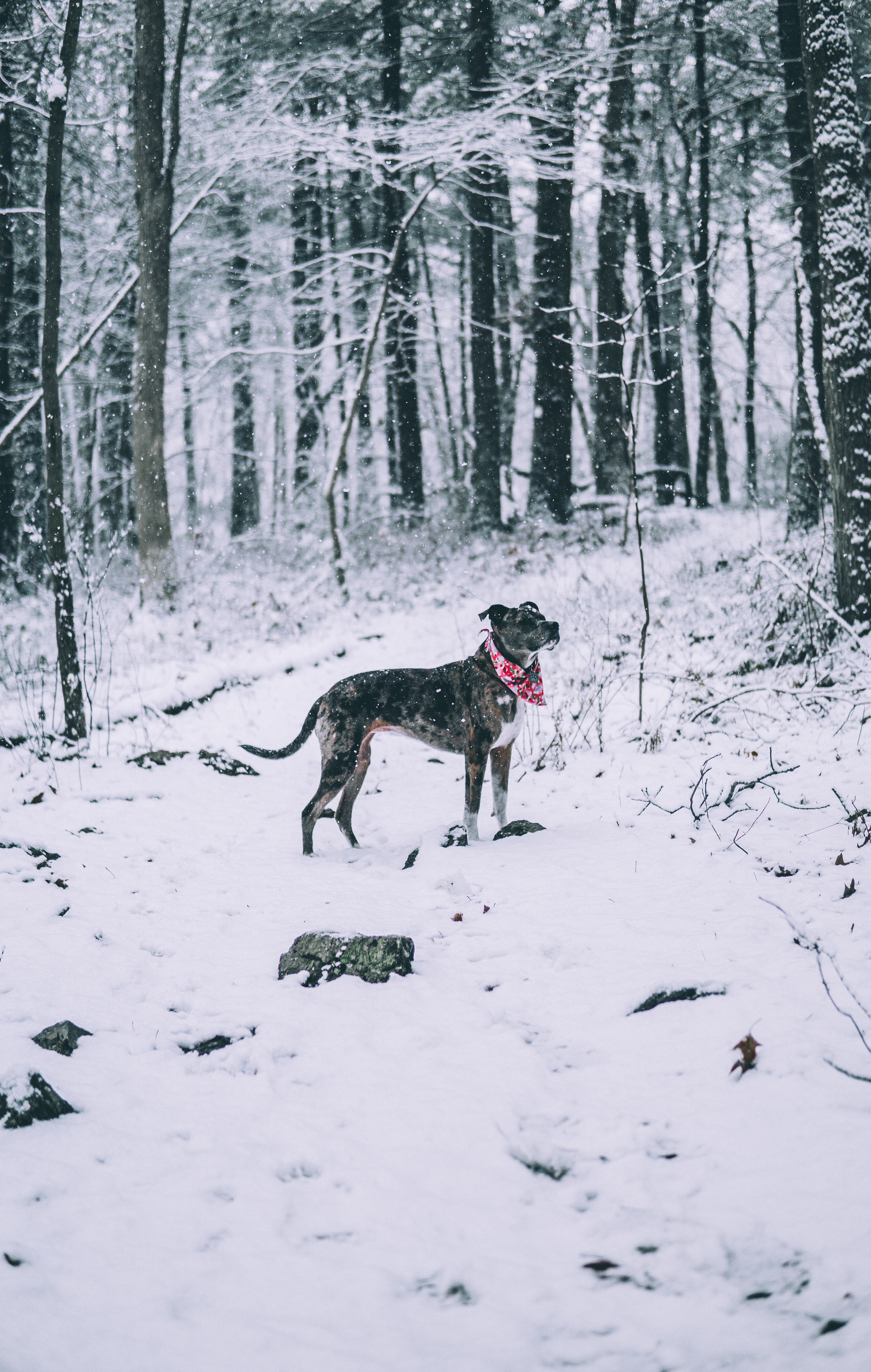 免费下载动物, 冬天, 狗, 森林, 步行, 漫步, 降雪手机壁纸。