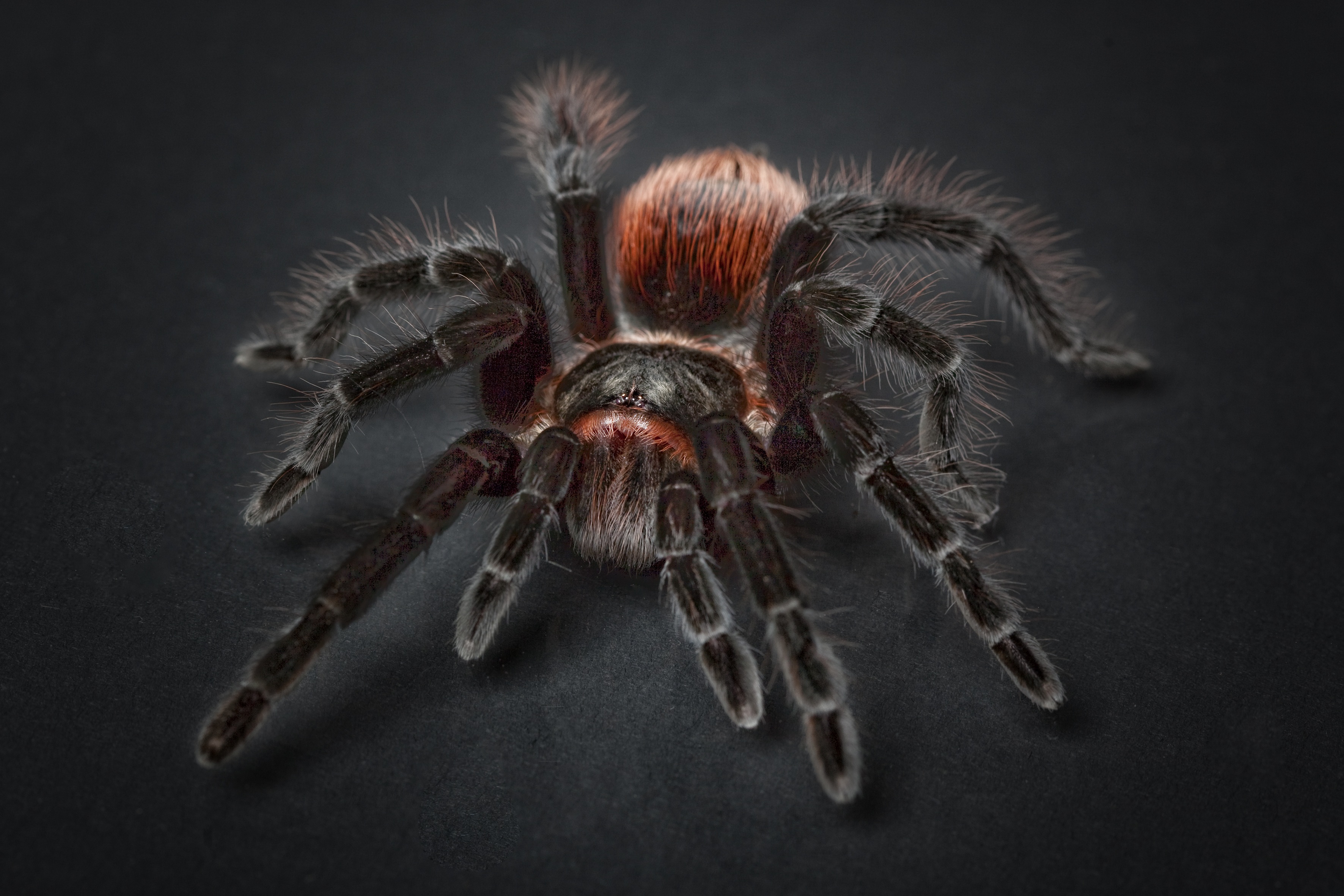 Laden Sie das Spinne, Tarantula, Spinnenphobie, Arachnophobia, Tiere, Tarantel, Tarantel Spinne-Bild kostenlos auf Ihren PC-Desktop herunter
