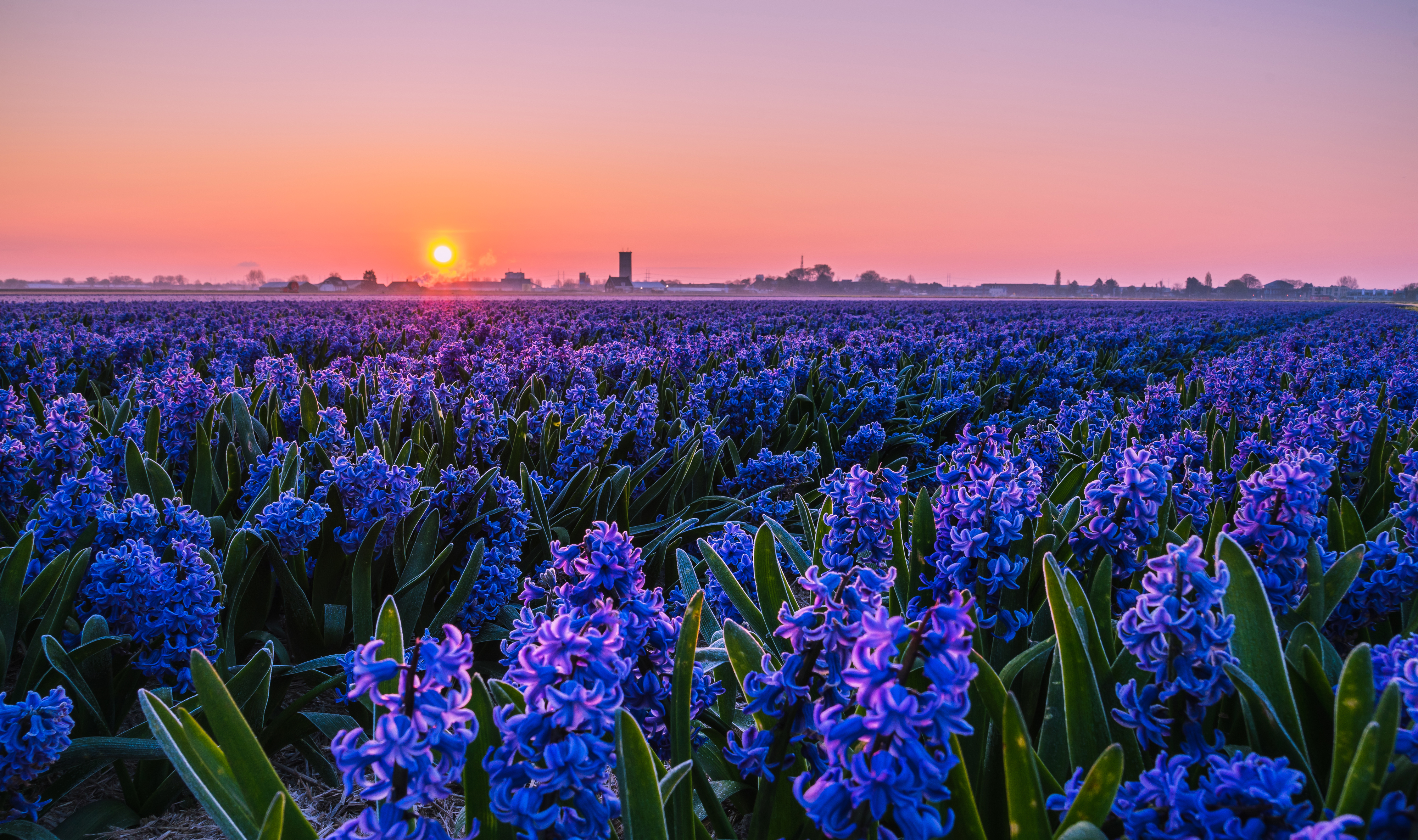 sun, earth, hyacinth, field, flower, purple flower, sunset, flowers
