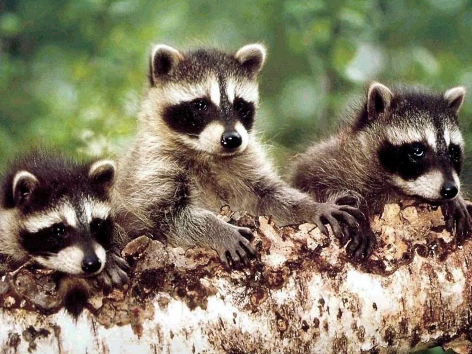 Download mobile wallpaper Raccoons, Animals for free.