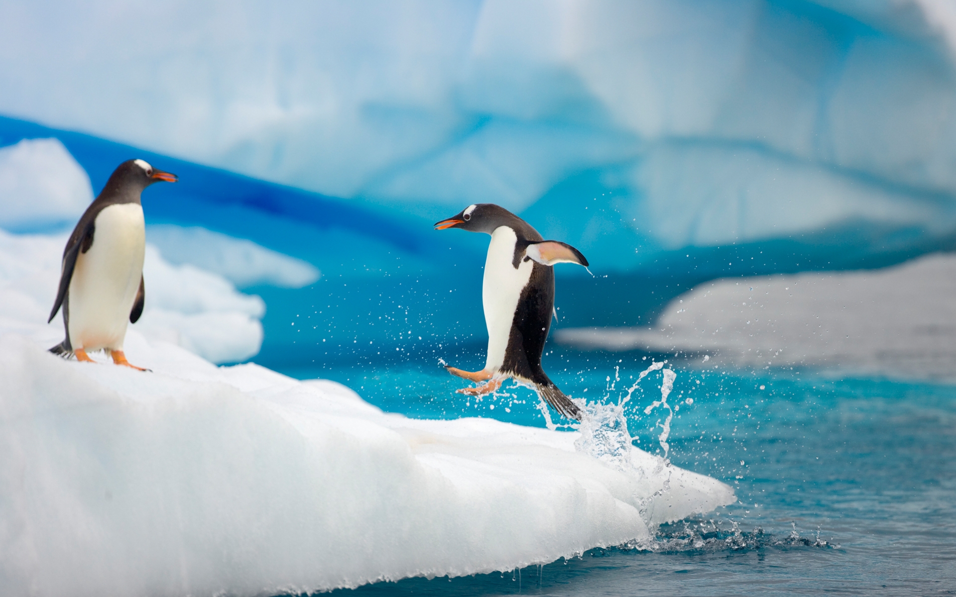 Арктический Пингвин