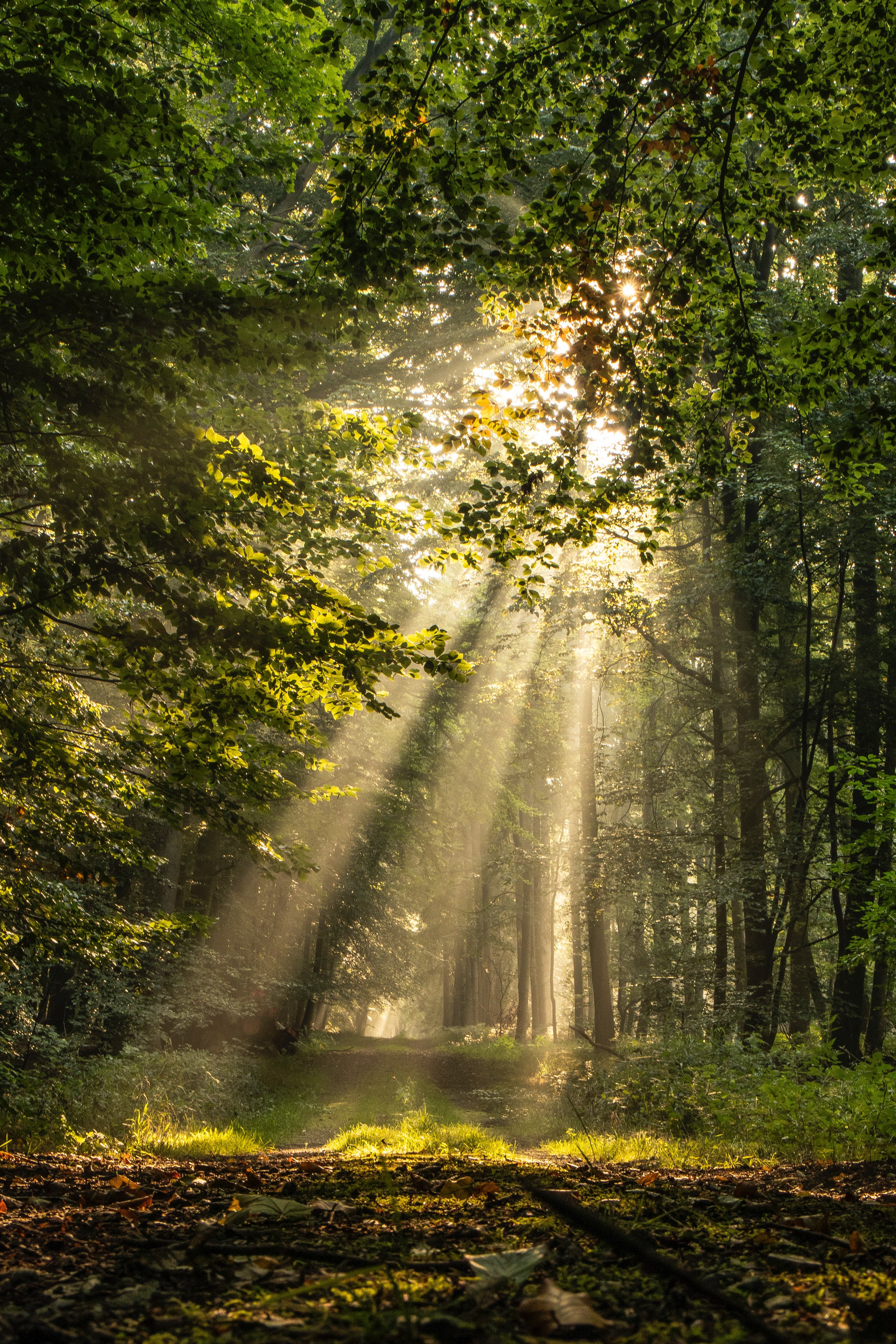 nature, trees, grass, rays, beams, forest, path download HD wallpaper