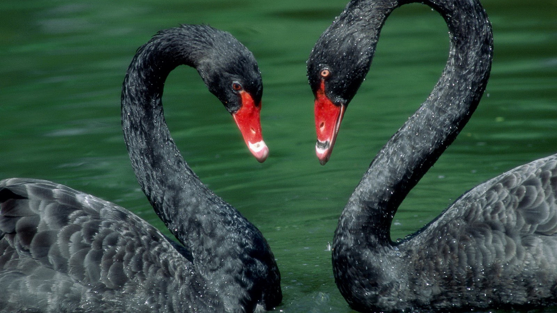 Black Swan 4k Ultra Hd Desktop Wallpaper > - Night Owl Wallpaper Hd, HD  Wallpaper & Backgrounds