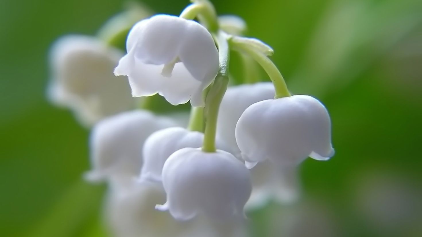 Lily of the valley