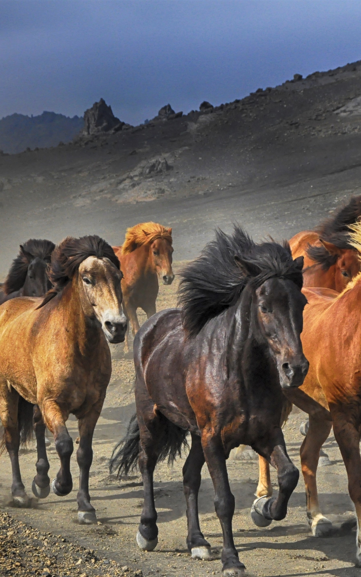 1306054壁紙のダウンロード動物, 馬, 群れ-スクリーンセーバーと写真を無料で