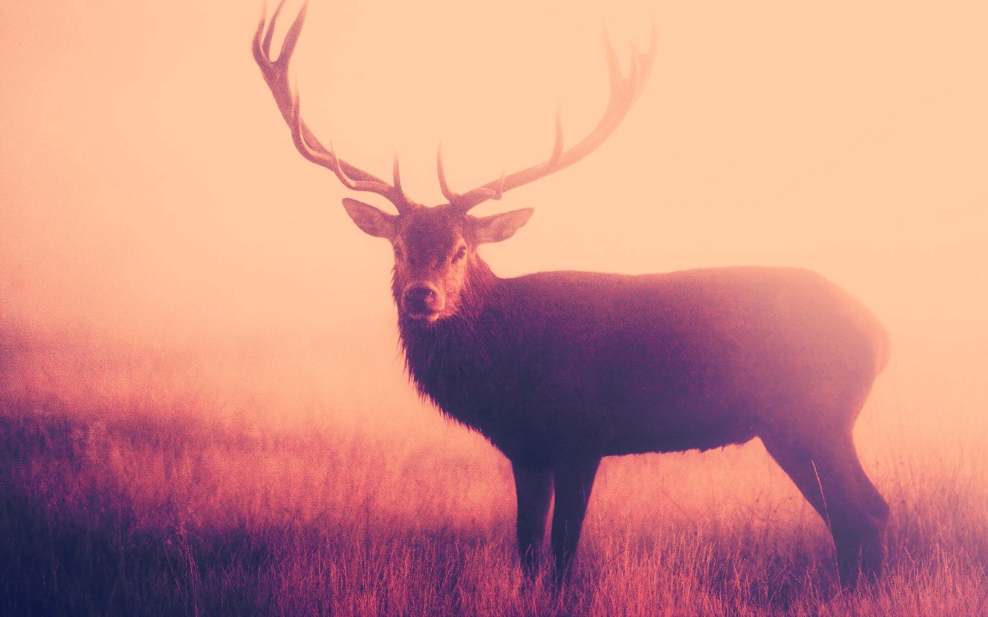animals, grass, fog, deer, to stand, stand, horns