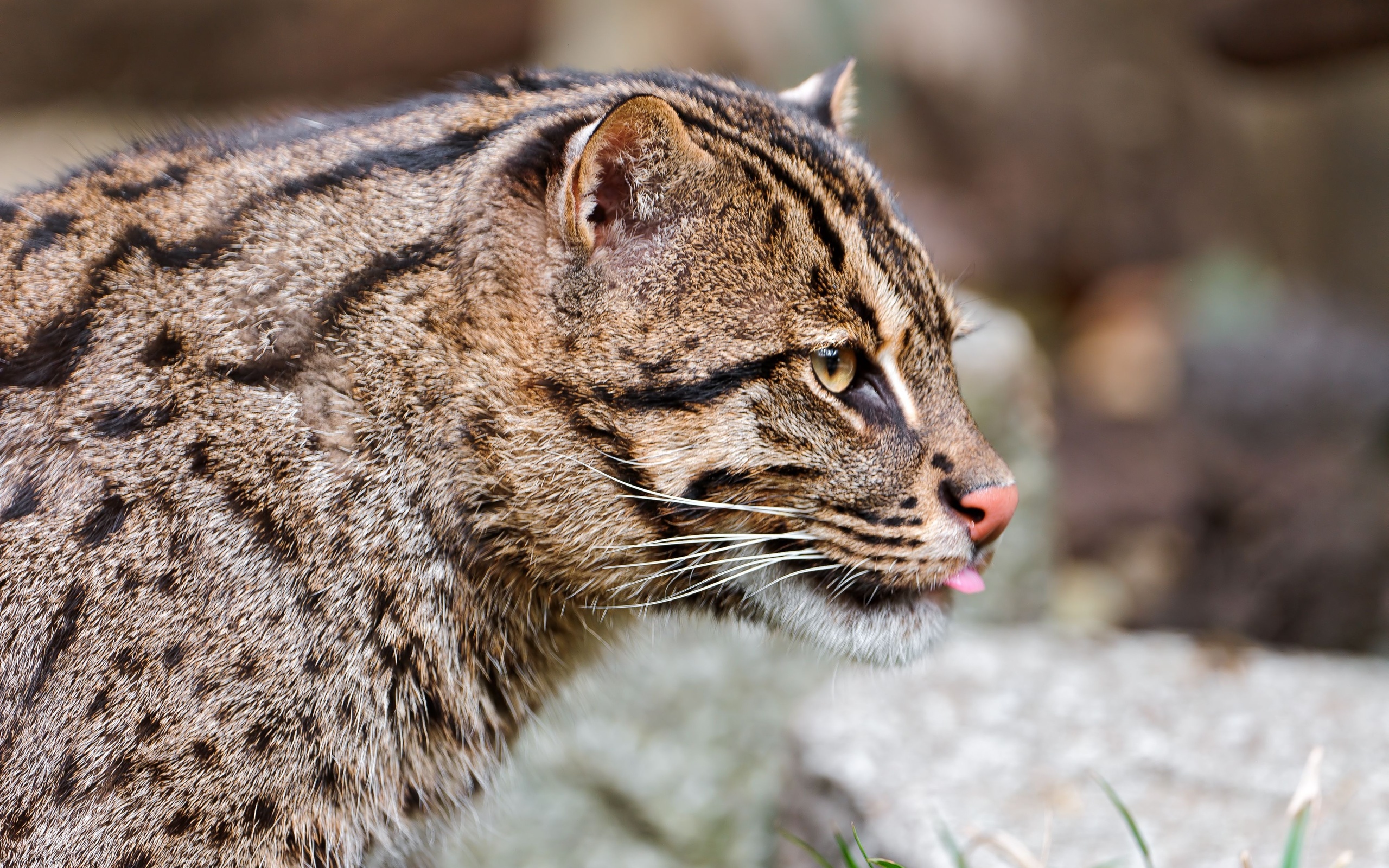 animal, fishing cat, cats wallpapers for tablet