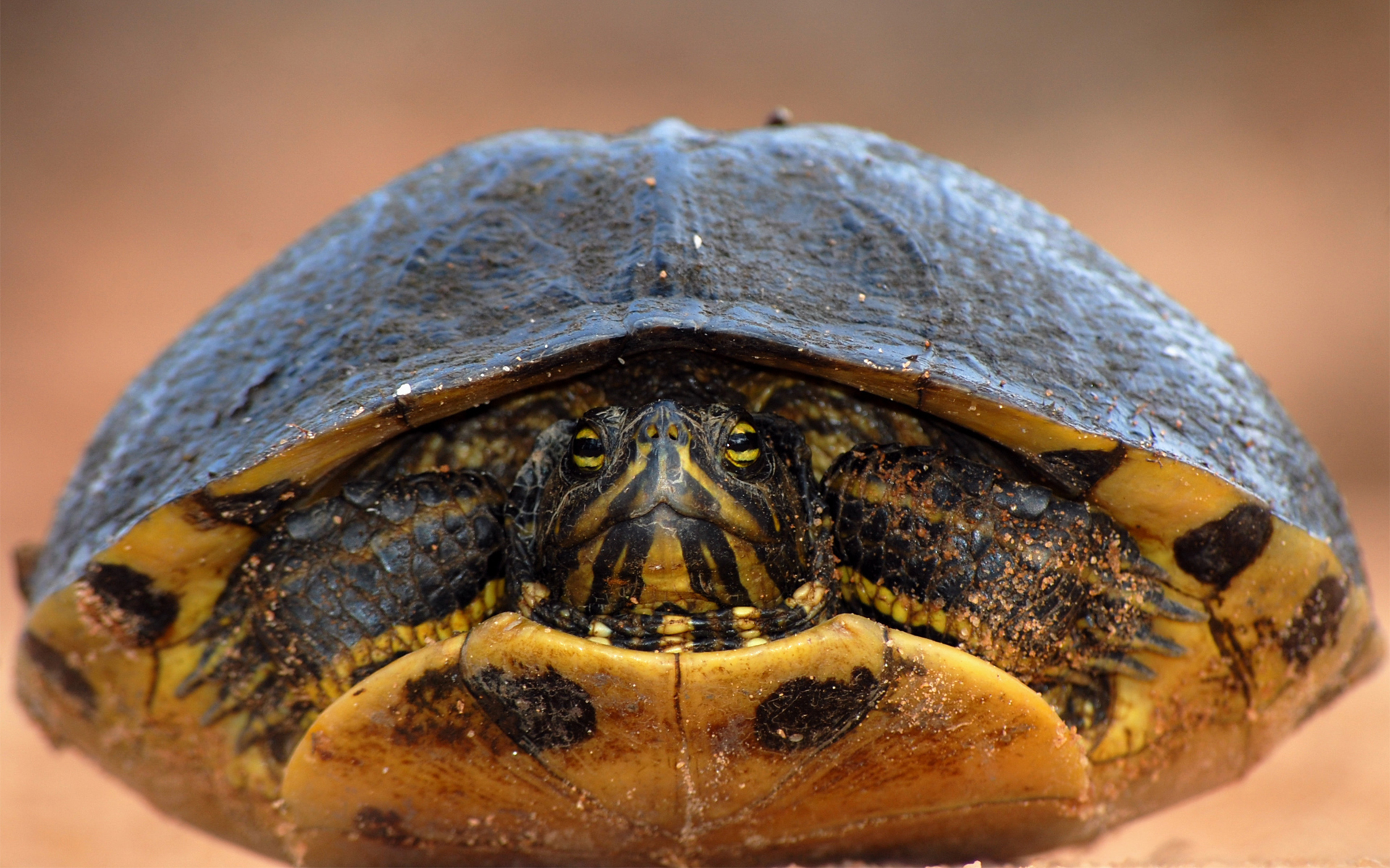Turtles  desktop Images