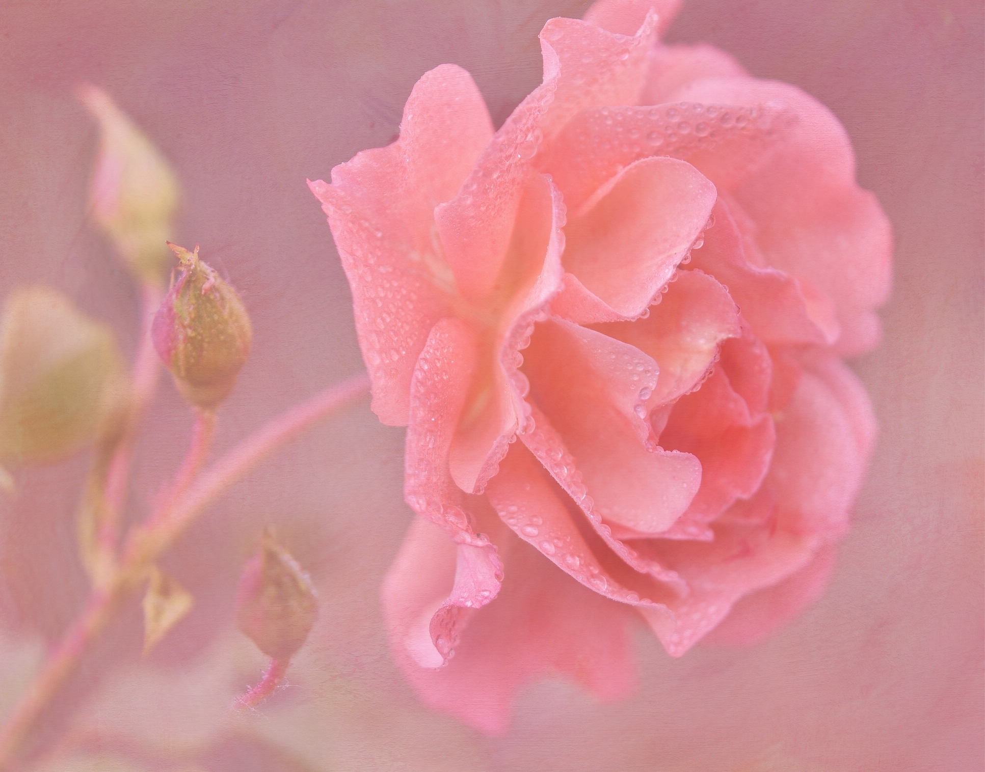Красивые картинки розового цвета