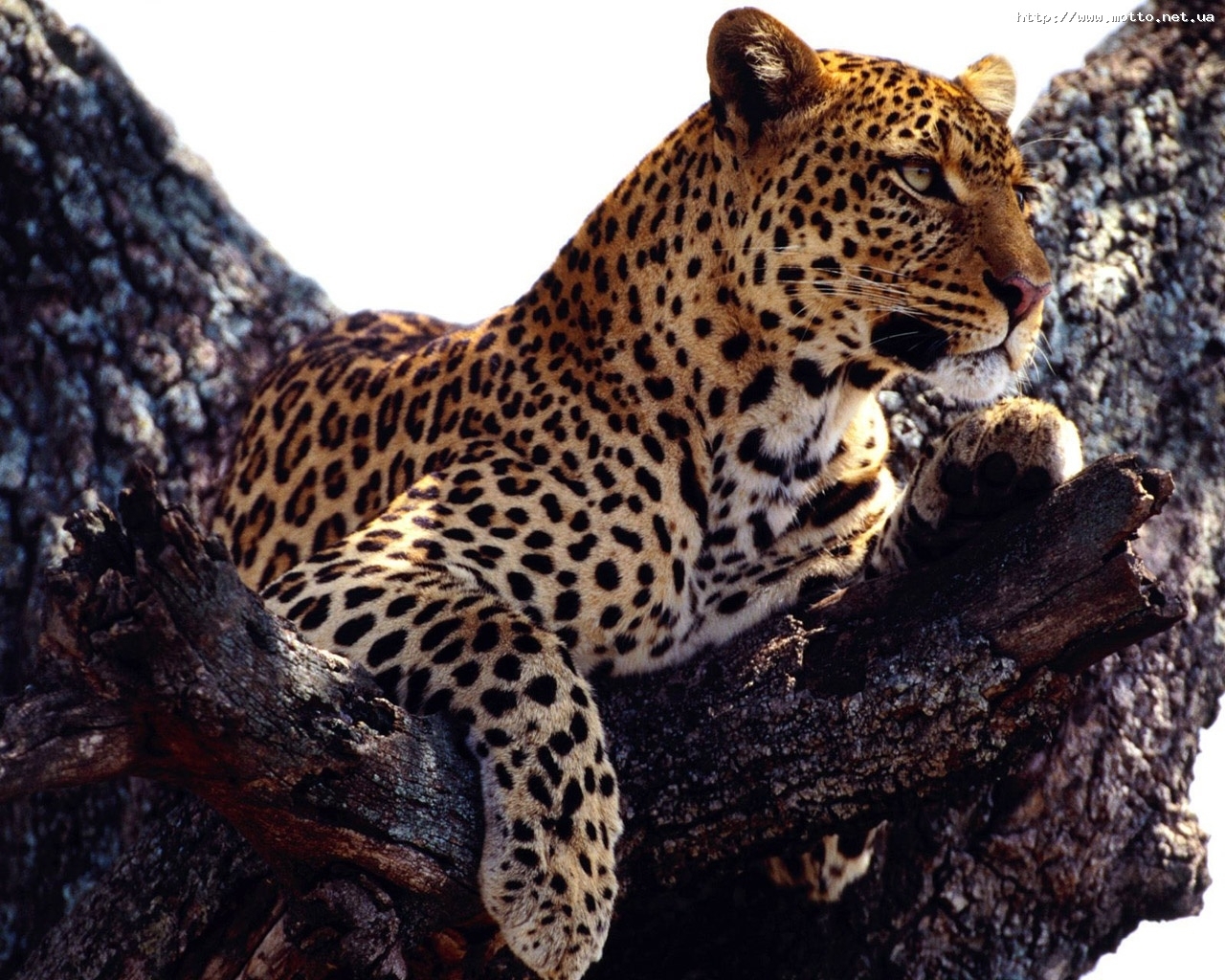 6528 Protetores de tela e papéis de parede Leopards em seu telefone. Baixe  fotos gratuitamente