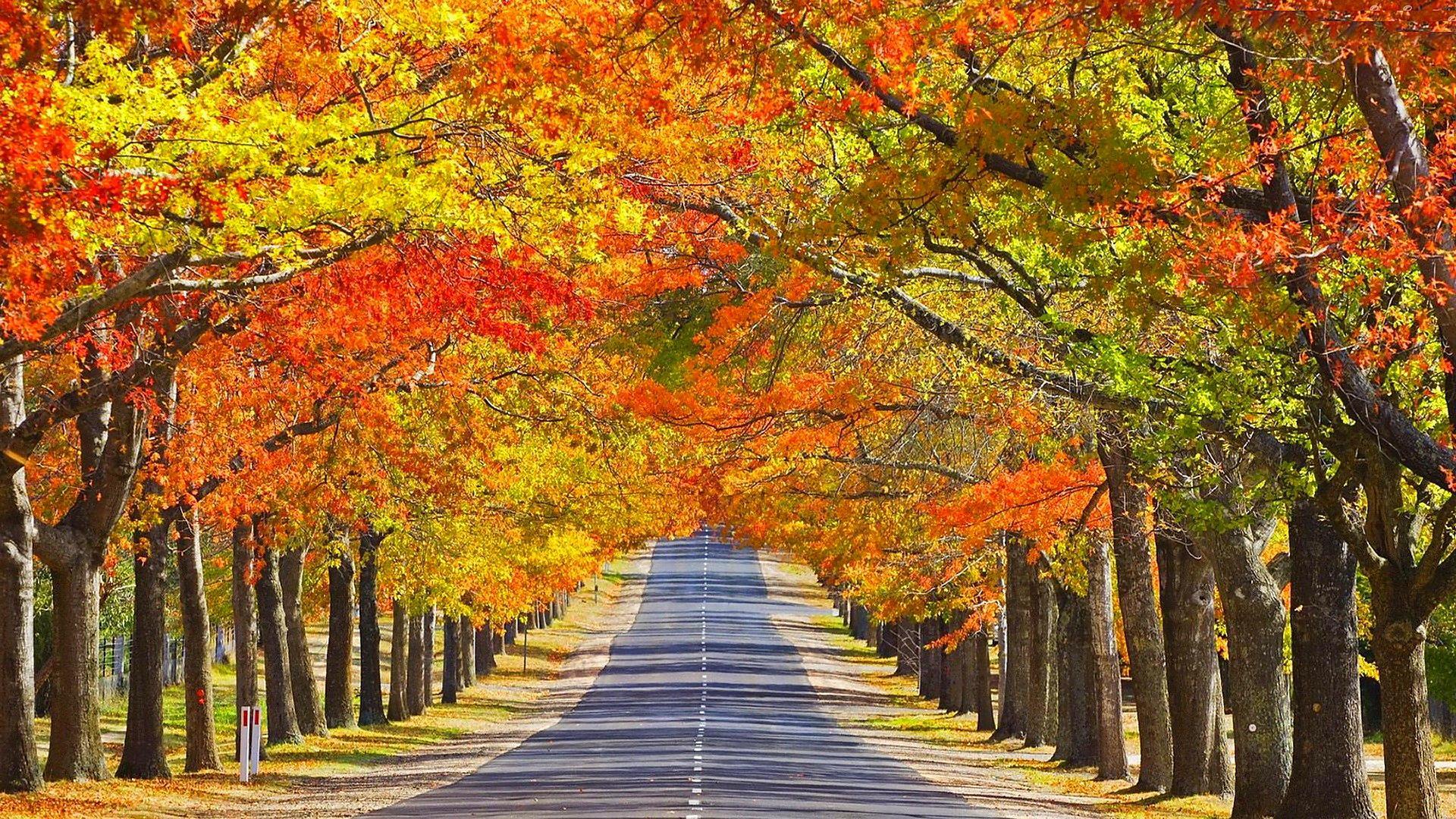 Куз н. Кленовая аллея в Канаде. Осень Кленовая аллея. Осенняя аллея штат Орегон. Осенний парк.