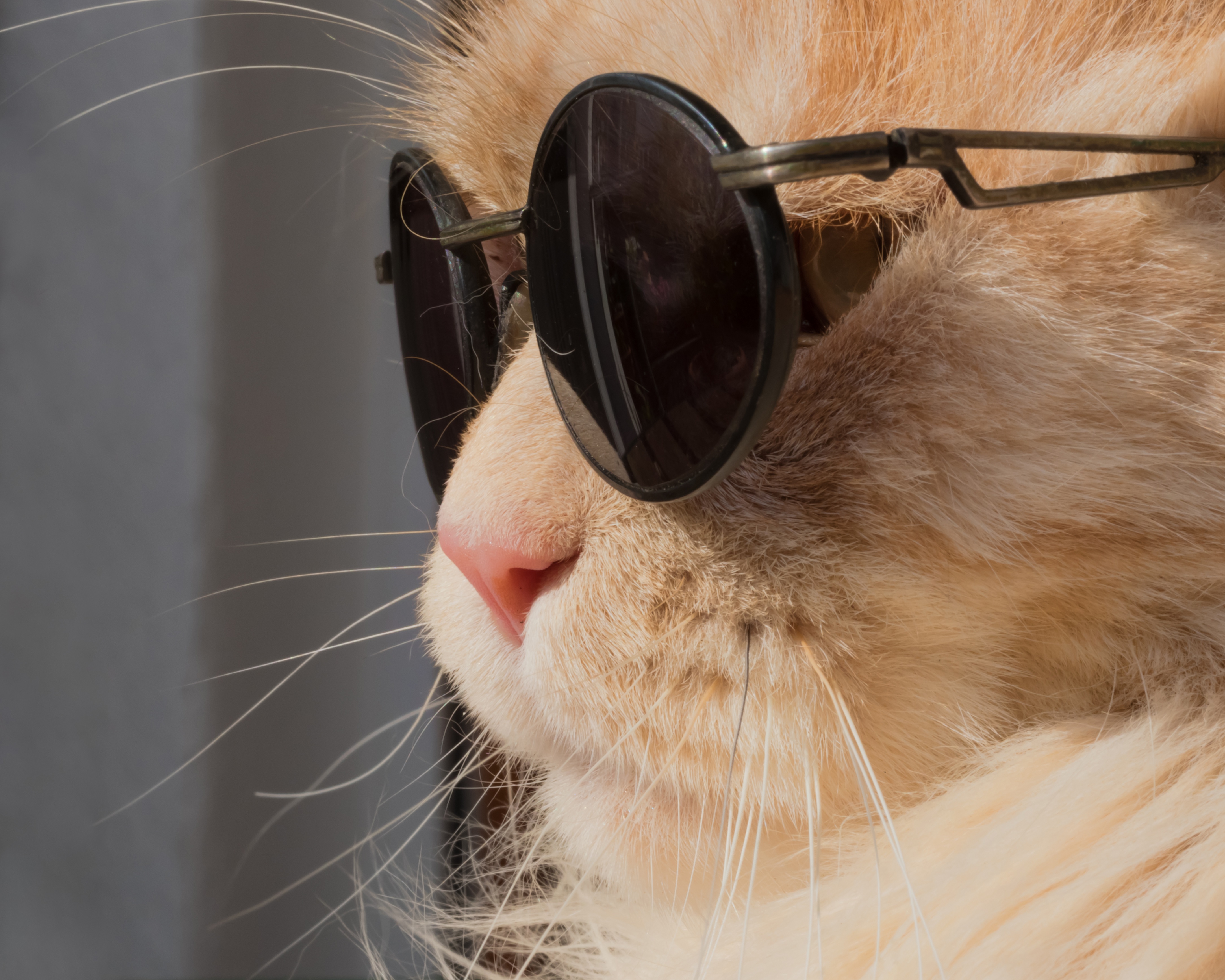 Кот в солнцезащитных очках