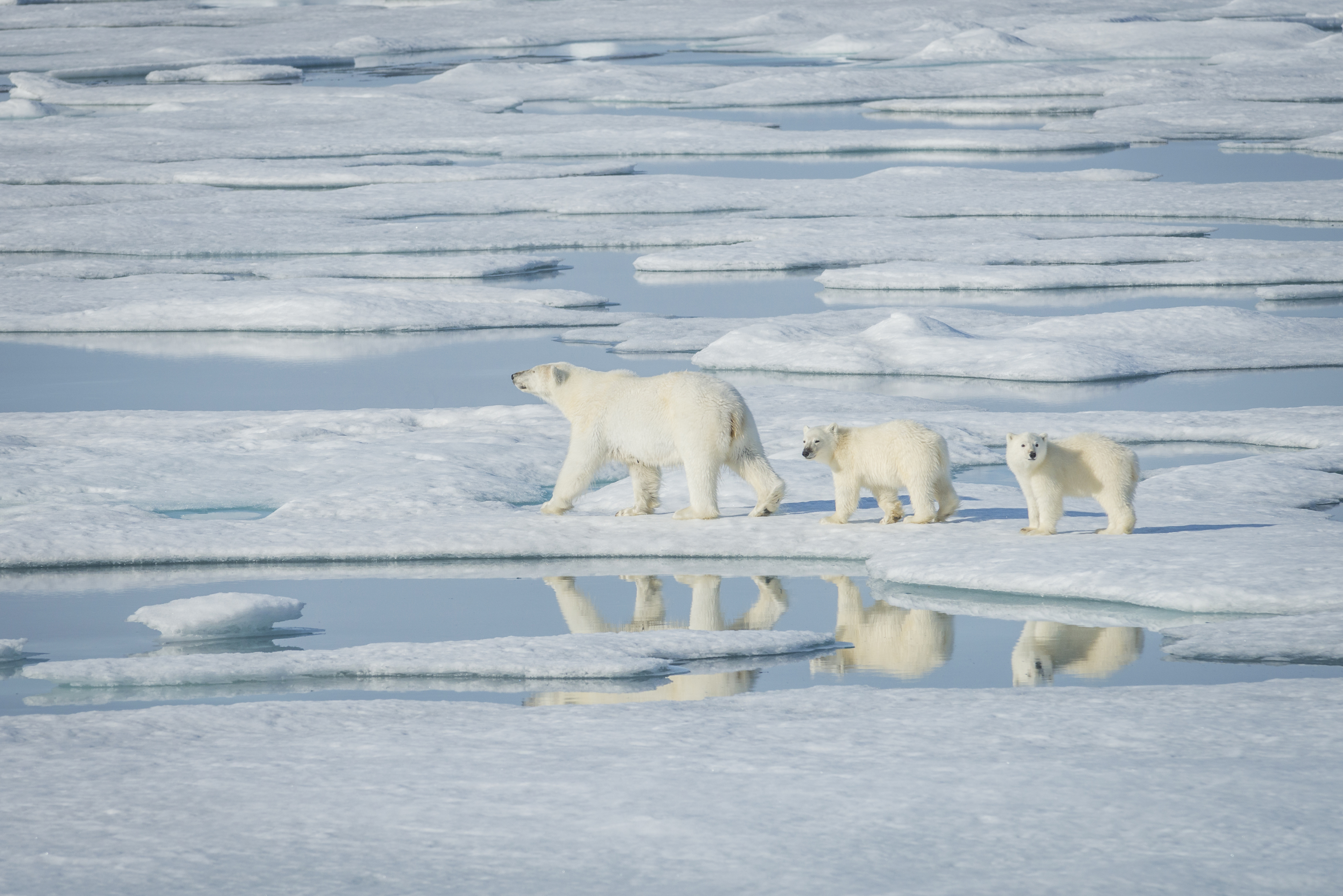 Медведи живут на севере. Северный Ледовитый океан белый медведь. Белый медведь Северный полюс. Северный полюс белые медведи на льдине. Белые медведи в Антарктиде.