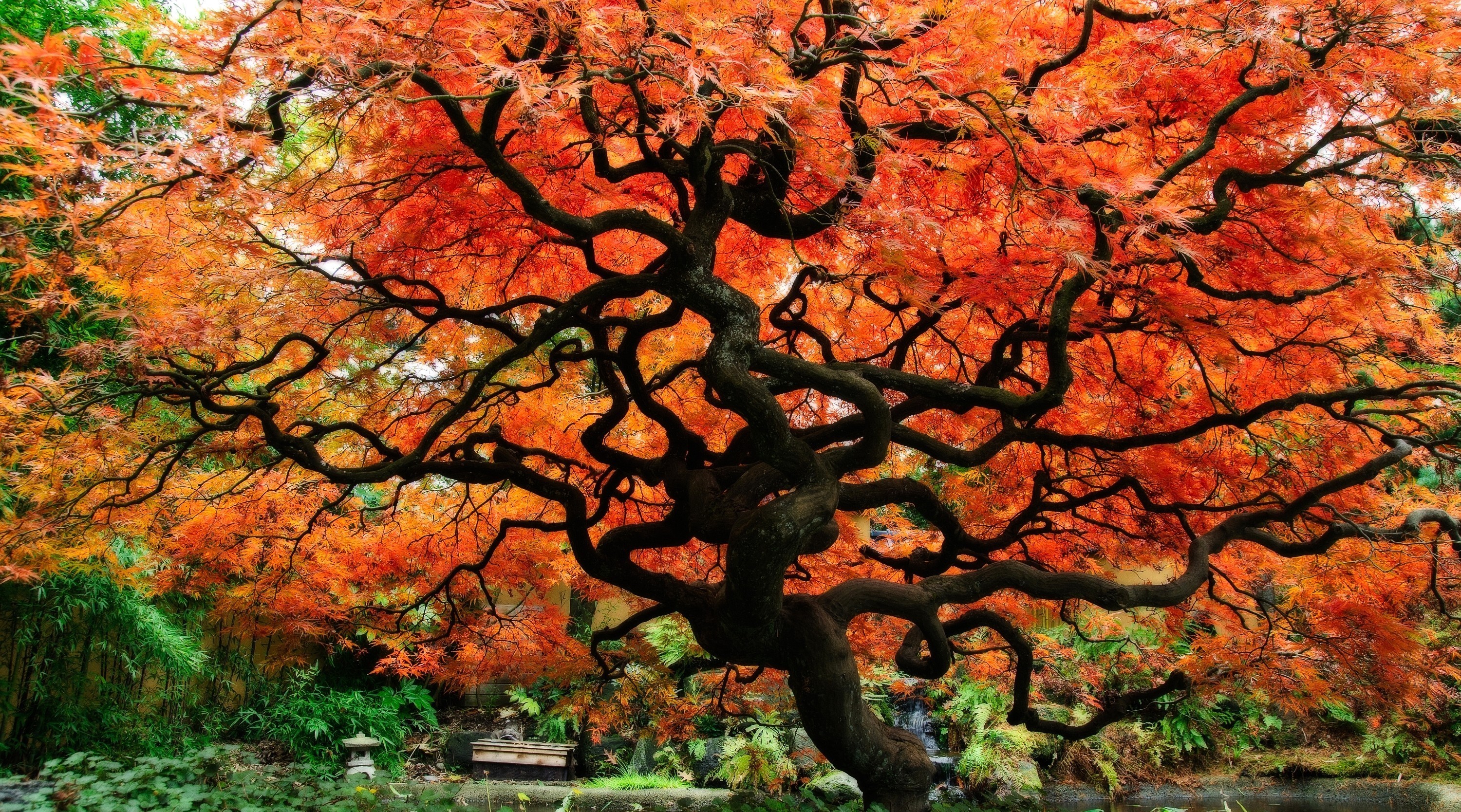 656011壁紙のダウンロードマンメイド, 日本庭園, 秋, 日本, 木-スクリーンセーバーと写真を無料で