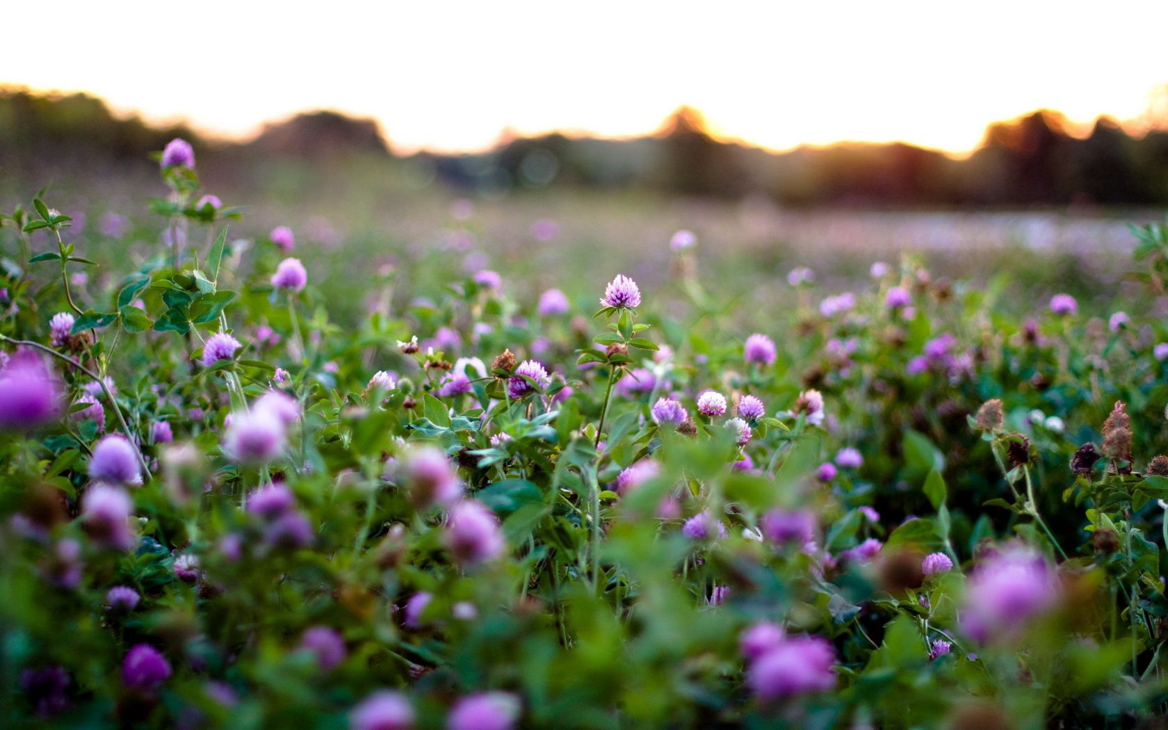nature, flowers, clover, photo