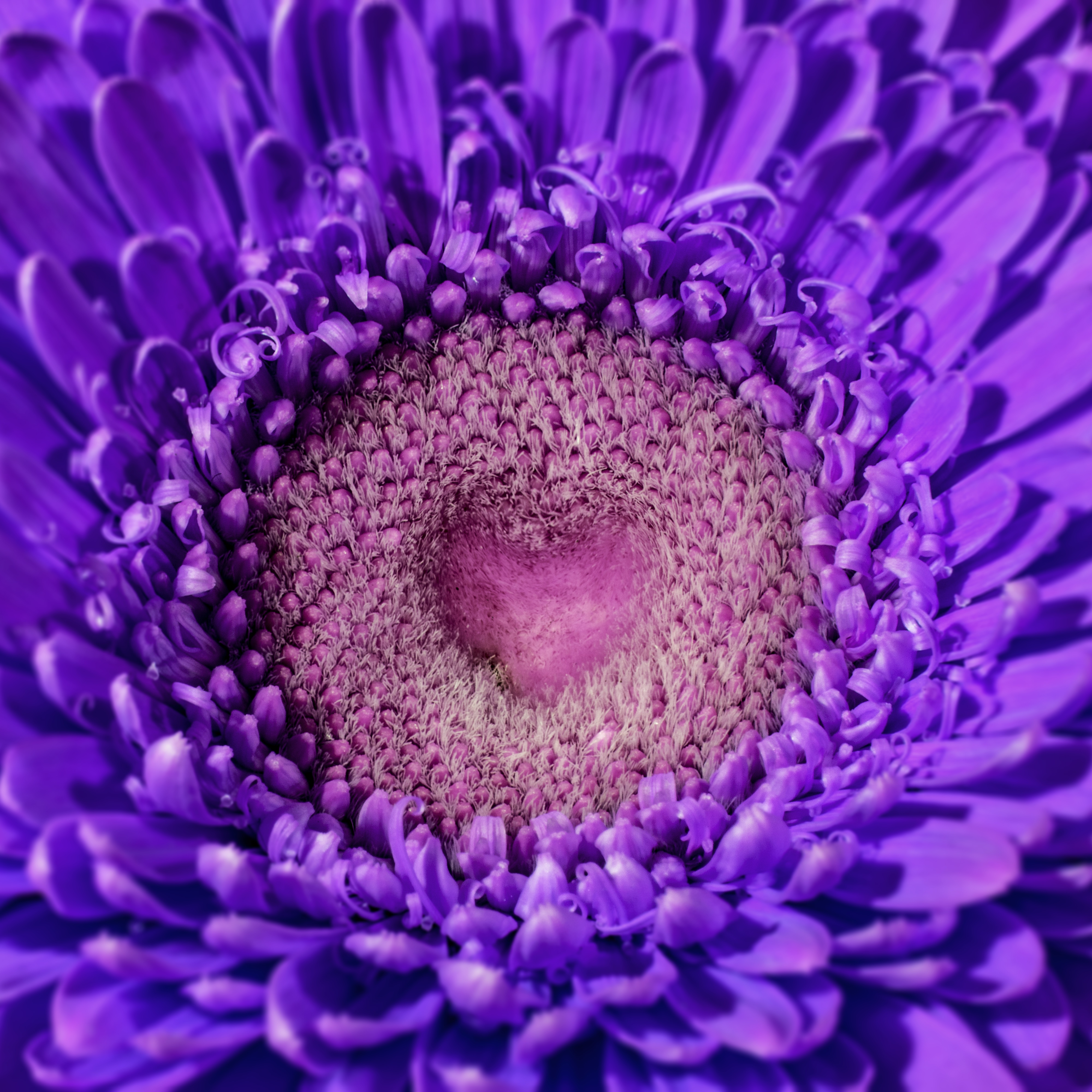 Free download wallpaper Heart, Gerbera, Macro, Petals, Violet, Purple on your PC desktop