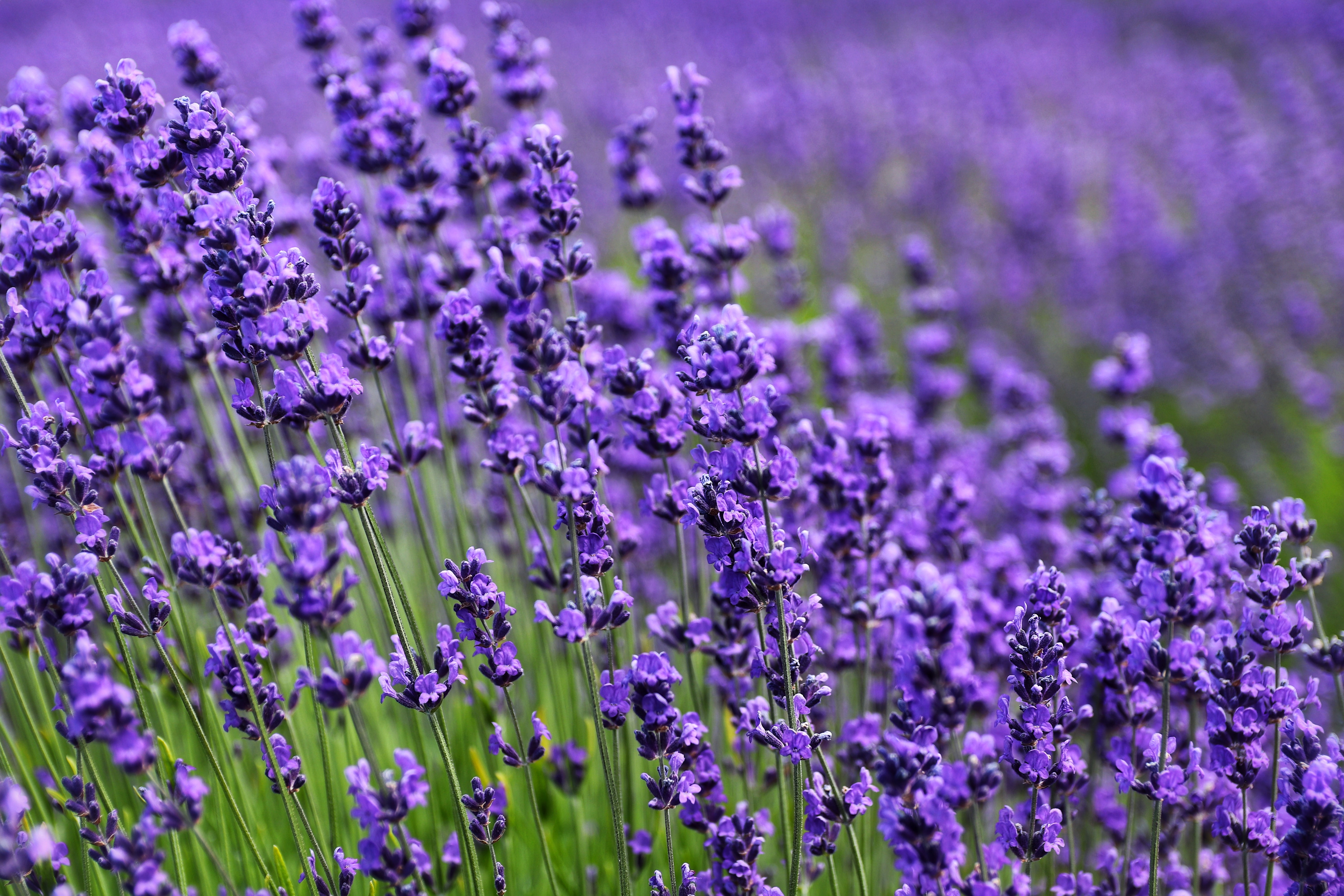 138970 Hintergrundbild herunterladen lavendel, blühenden, blumen, violett, blume, blühen, lila - Bildschirmschoner und Bilder kostenlos