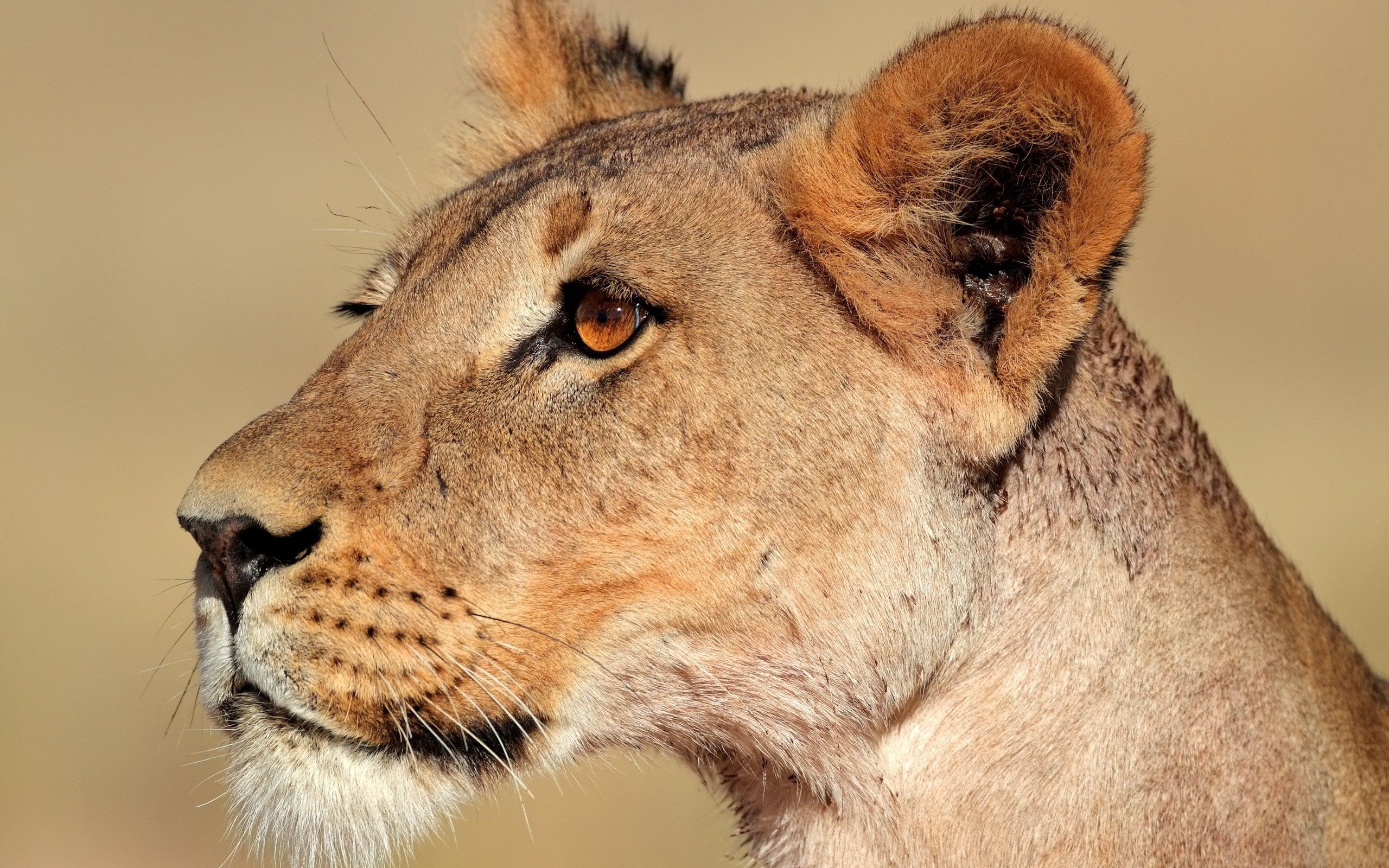 Free download wallpaper Muzzle, Lioness, Profile, Animals, Lion on your PC desktop