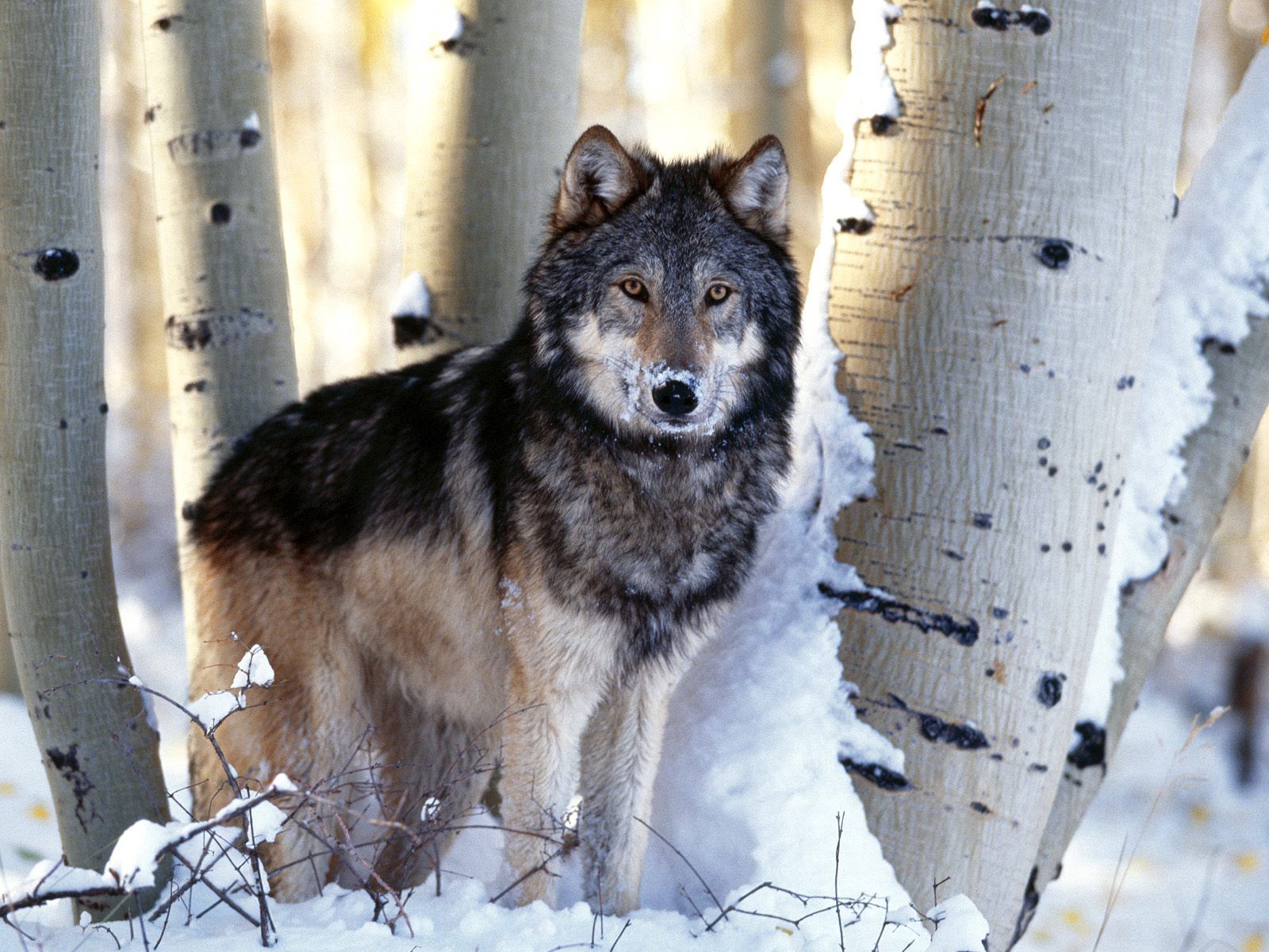 Download mobile wallpaper Winter, Predator, Animals, Snow, Trees, Wolf for free.