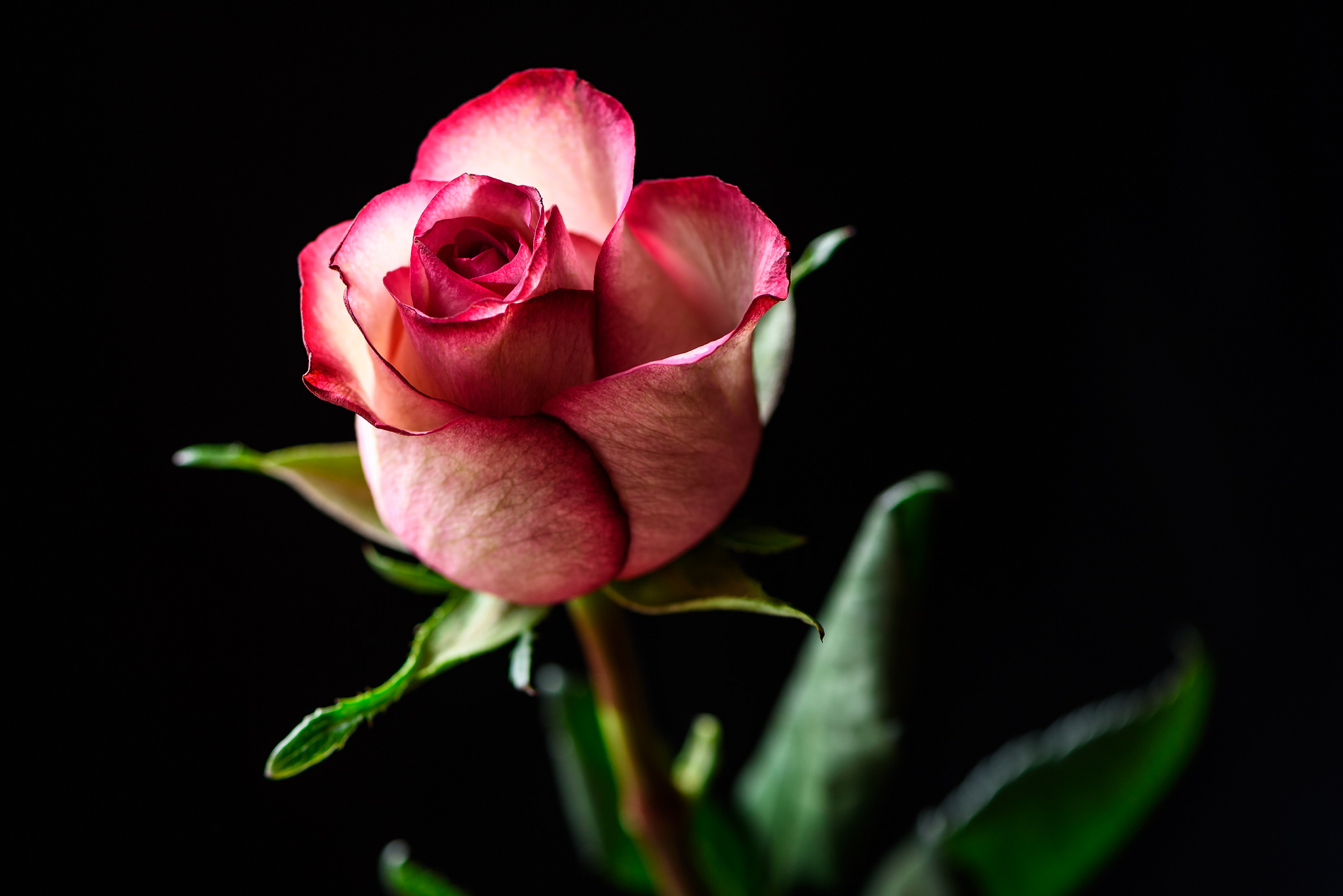 картинки розовые розы на черном фоне