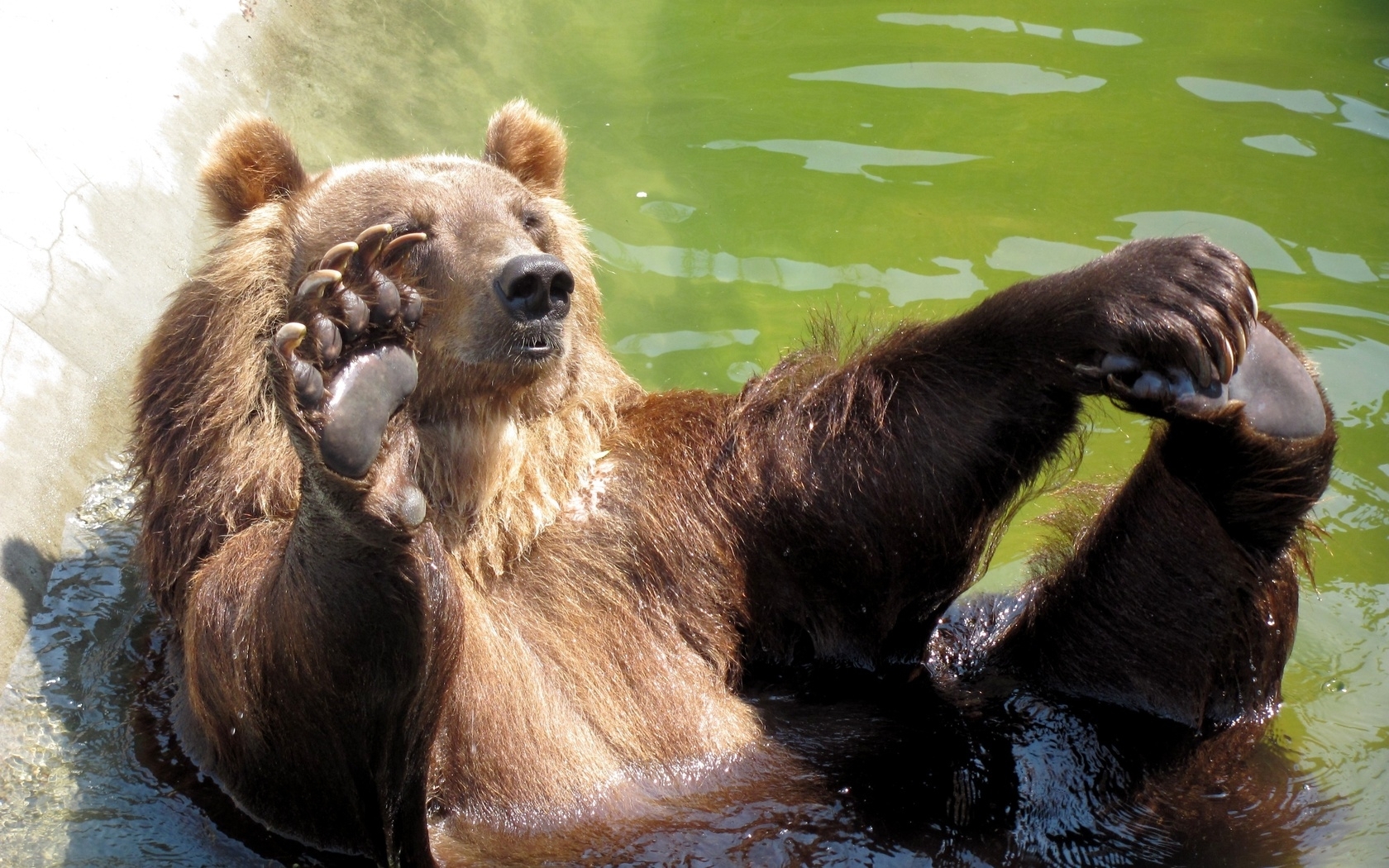 Скачать обои бесплатно Медведи, Животные картинка на рабочий стол ПК