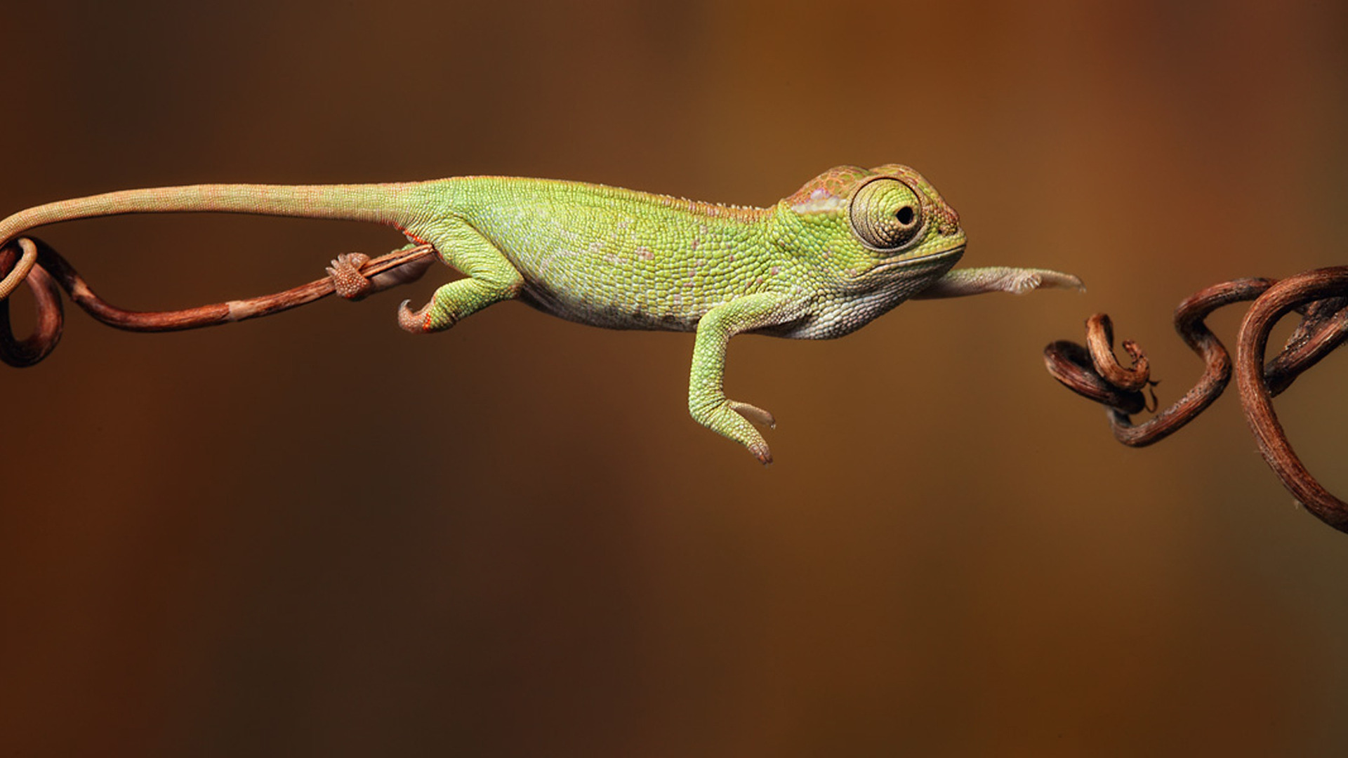 chameleon, animal, reptiles images
