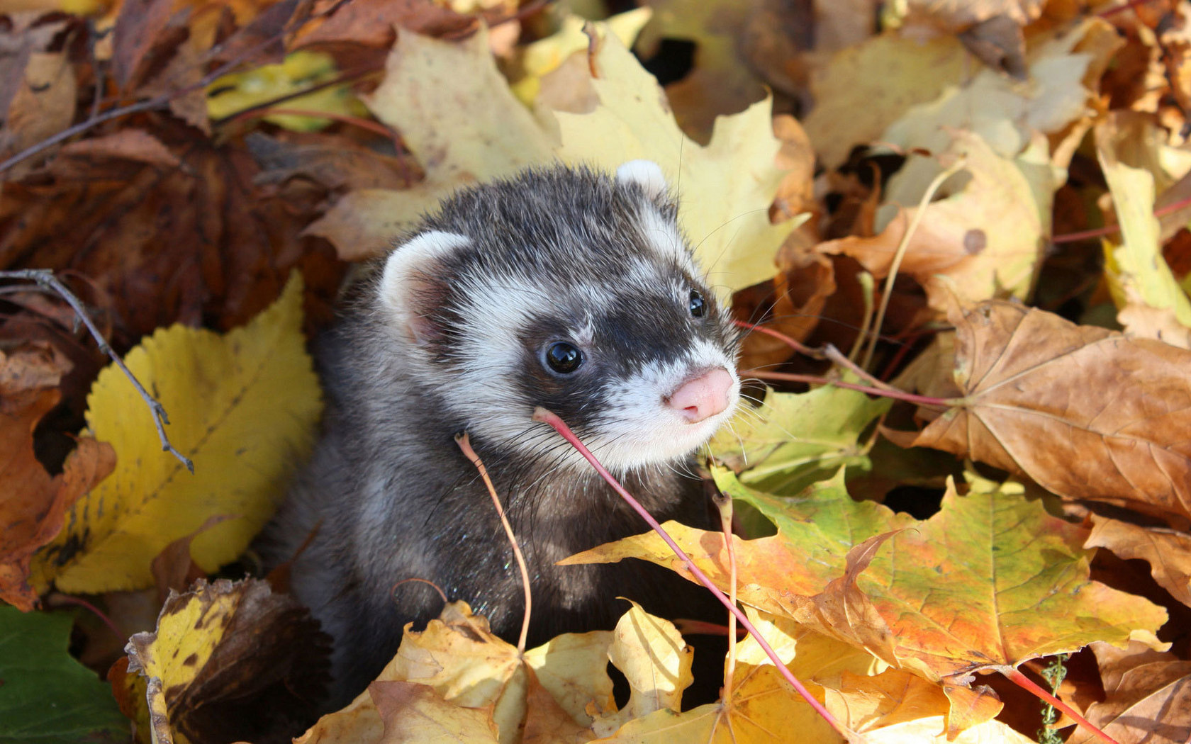 Download mobile wallpaper Ferrets, Animals for free.