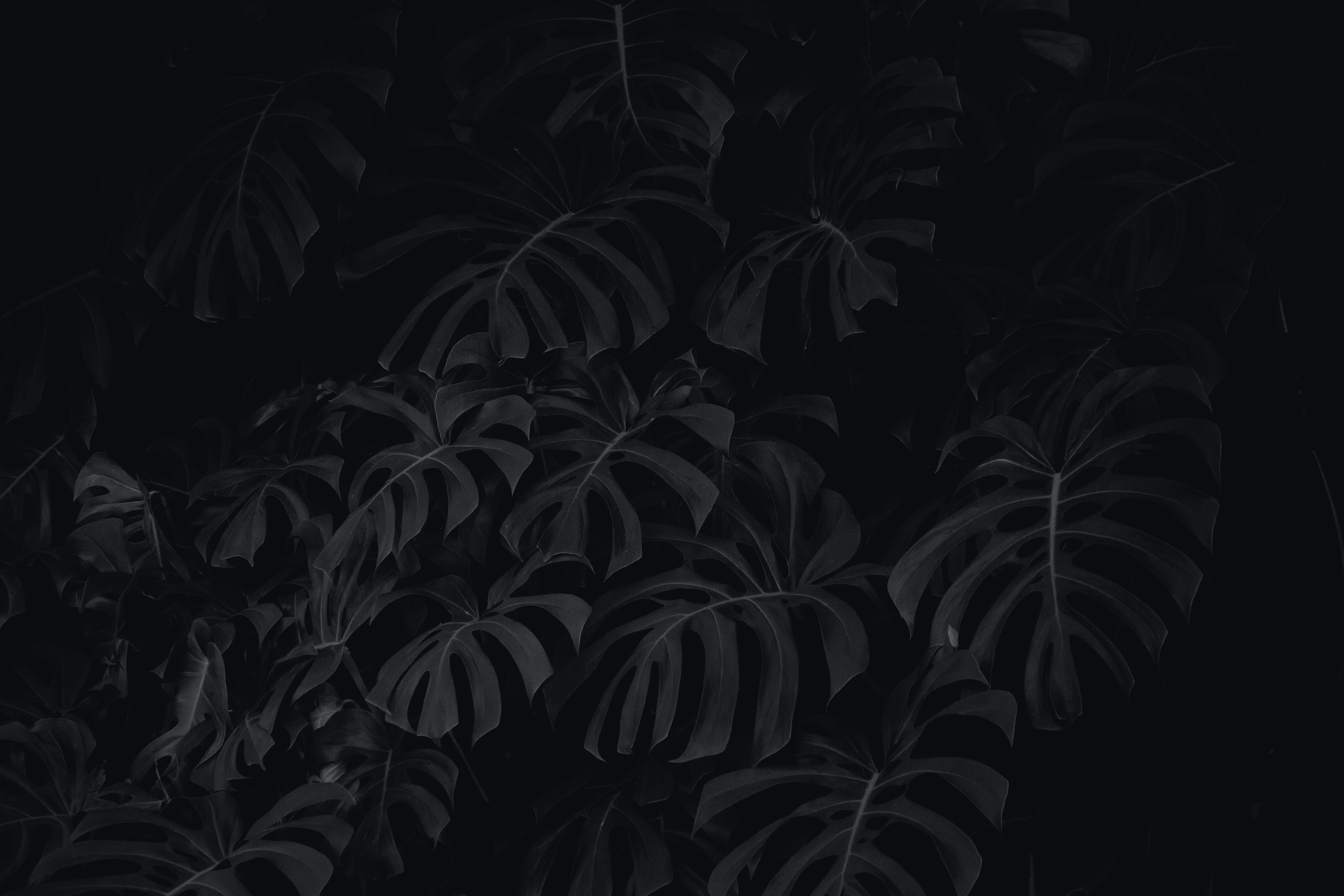 black, plant, leaves, bw, chb 1080p