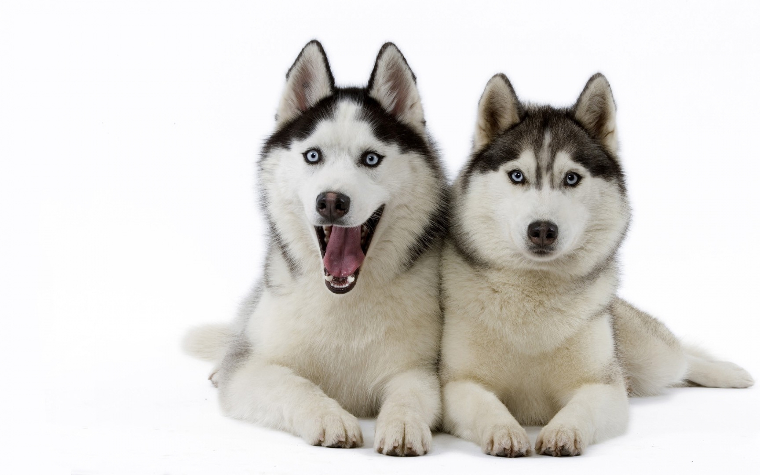 263360 baixar imagens animais, husky, cão, cães - papéis de parede e protetores de tela gratuitamente