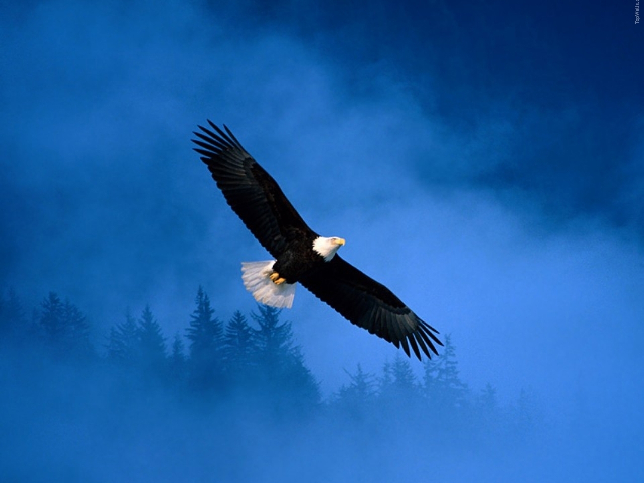 eagles, animals, birds, blue