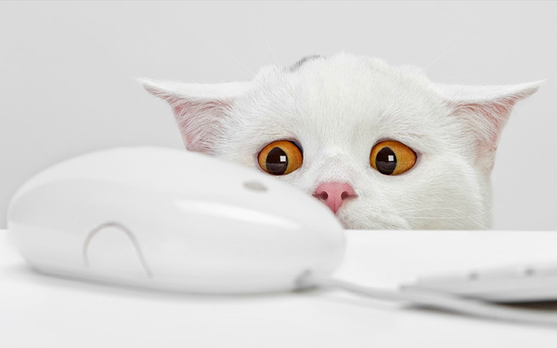 Baixar papel de parede para celular de Animais, Gatos, Engraçado gratuito.