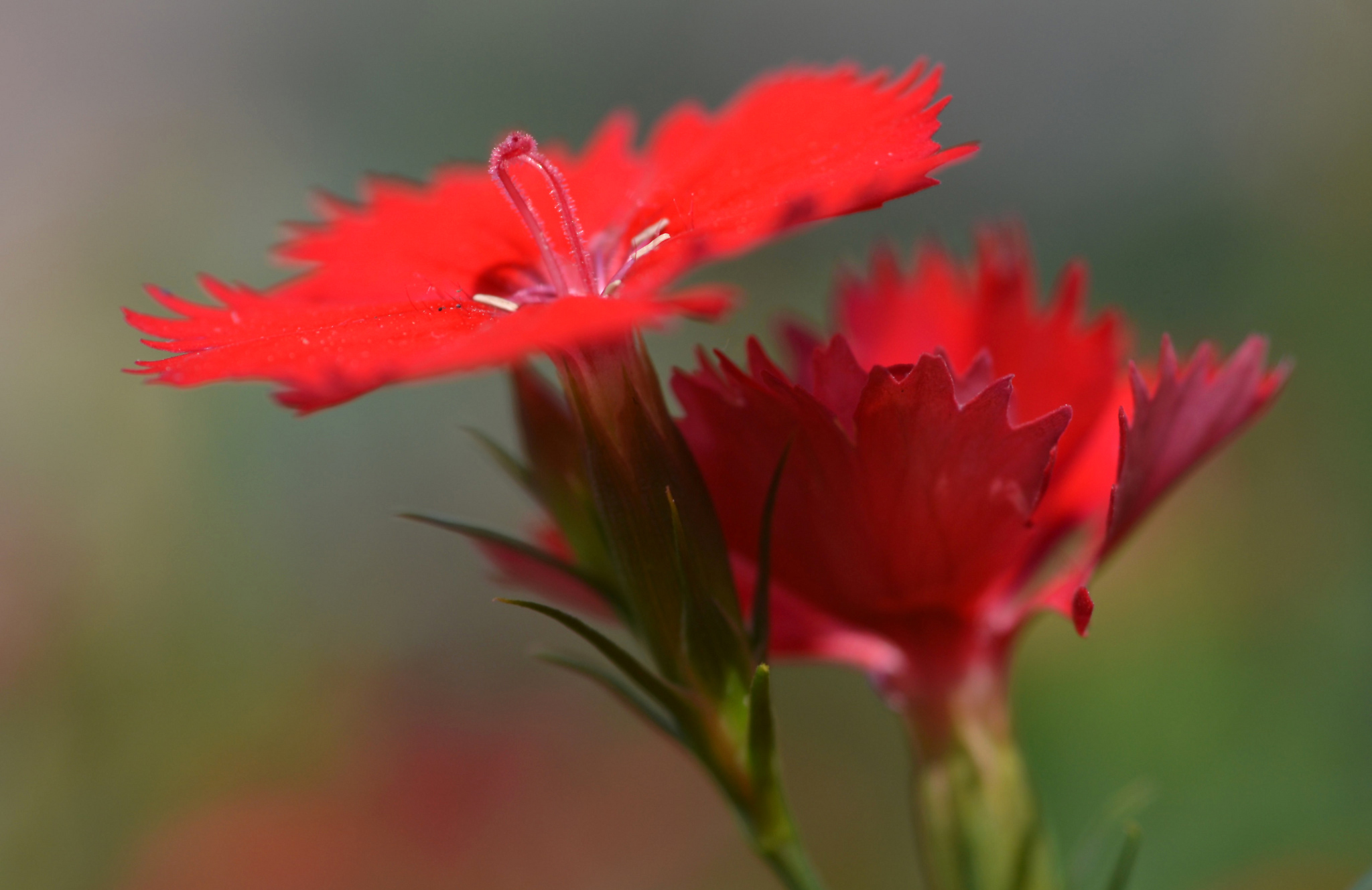 earth, carnation, close up, flower, nature, red flower, flowers