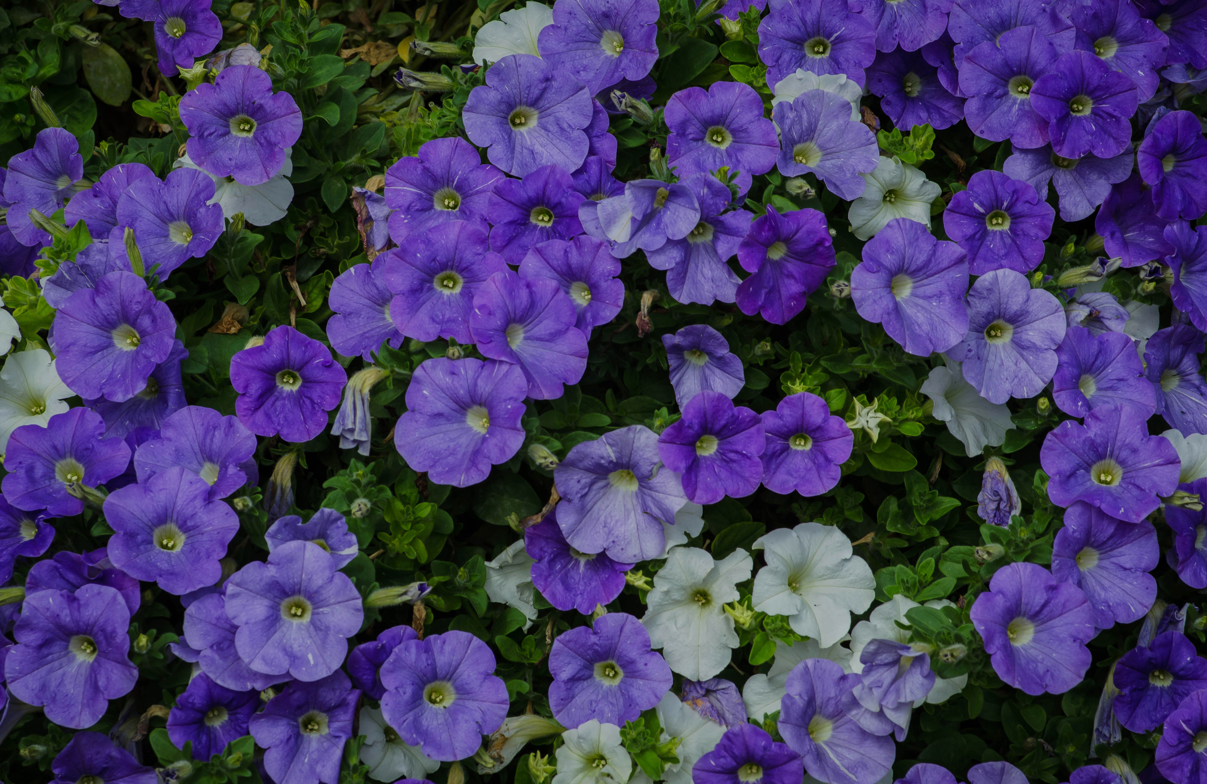 earth, petunia, flower, purple flower, flowers wallpaper for mobile
