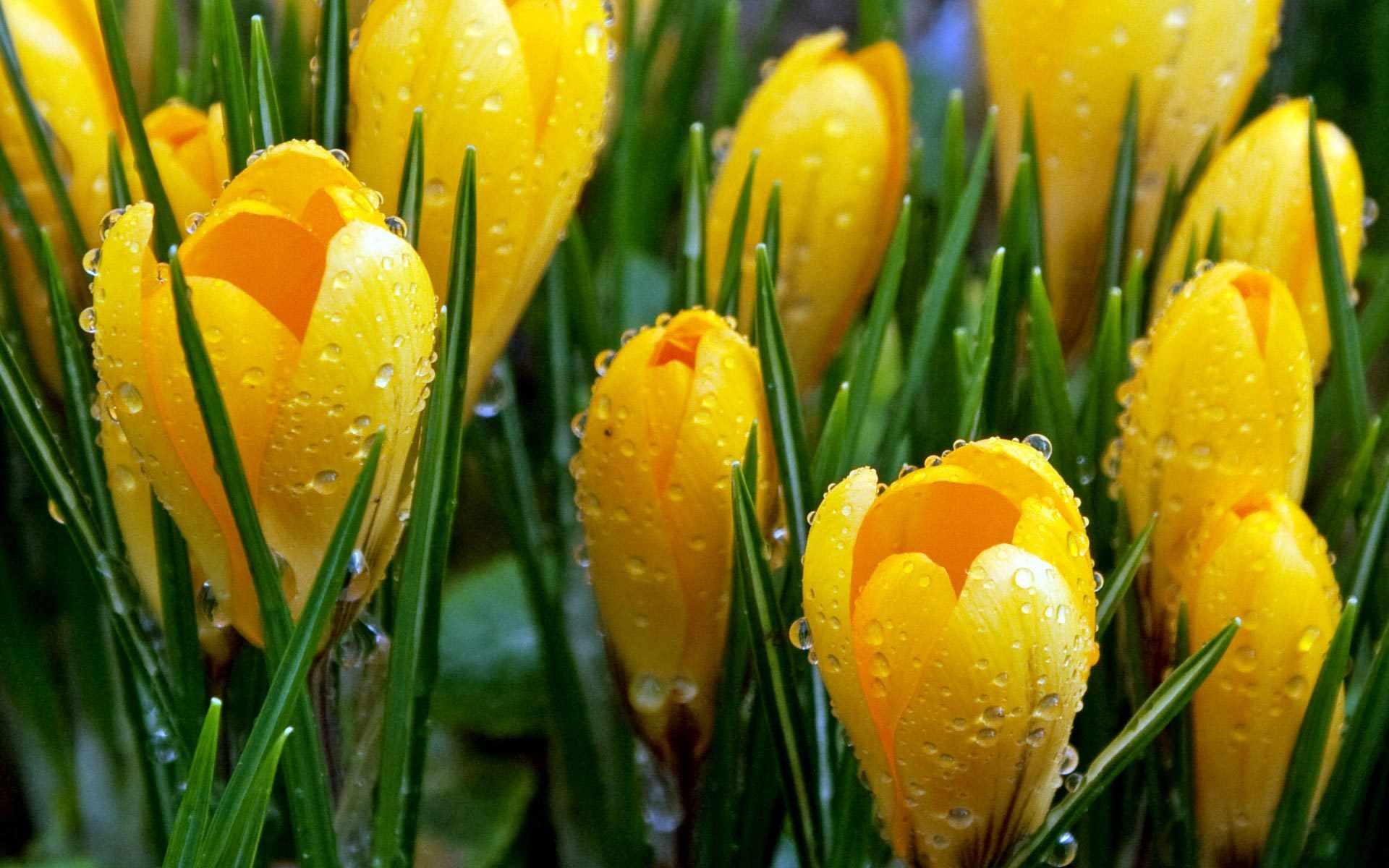 Желтый Весенний Цветок