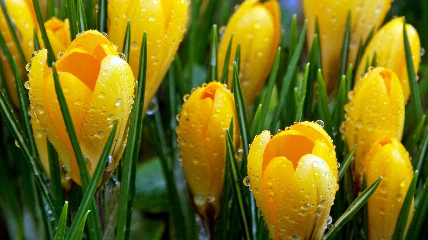 Картинки на заставку весенние цветы. Желтые первоцветы крокусы. Весенние первоцветы тюльпан. Крокус Йеллоу. Крокус весенний желтый.