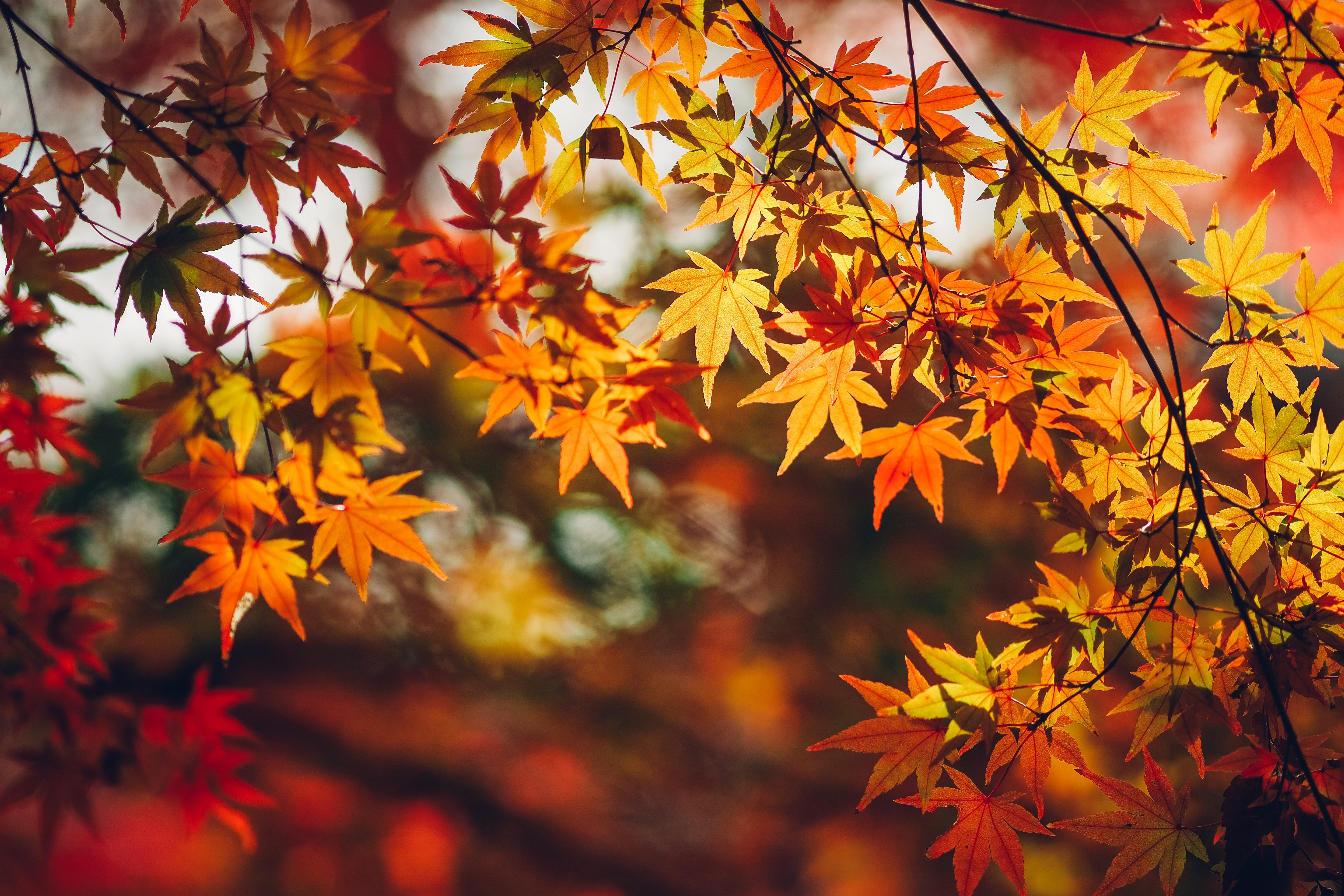 Листьев все это лучше. Осень листья. Осенняя листва. Красивые осенние листья. Обои на рабочий стол осень.