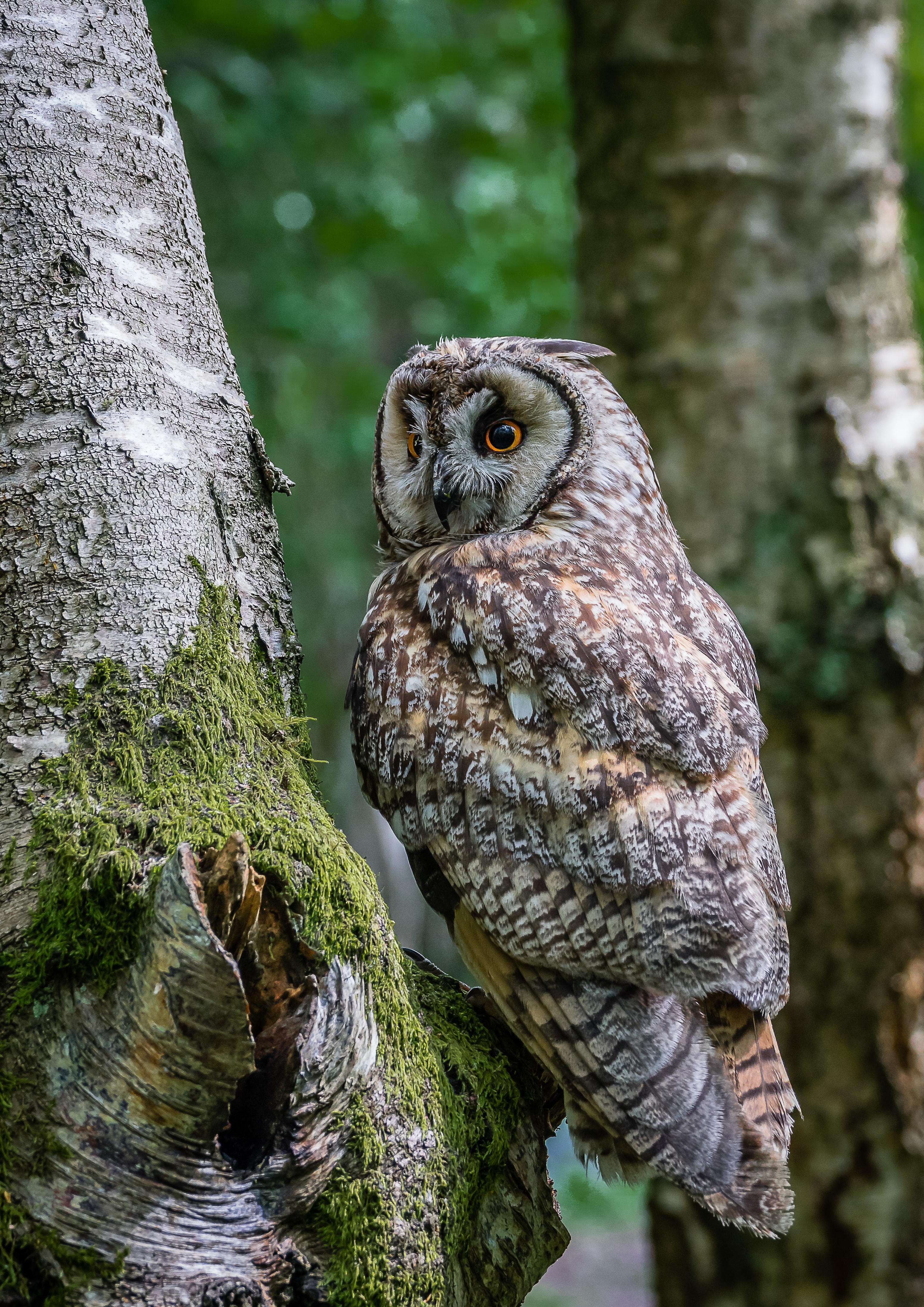 Download mobile wallpaper Animals, Trees, Moss, Bird, Owl for free.