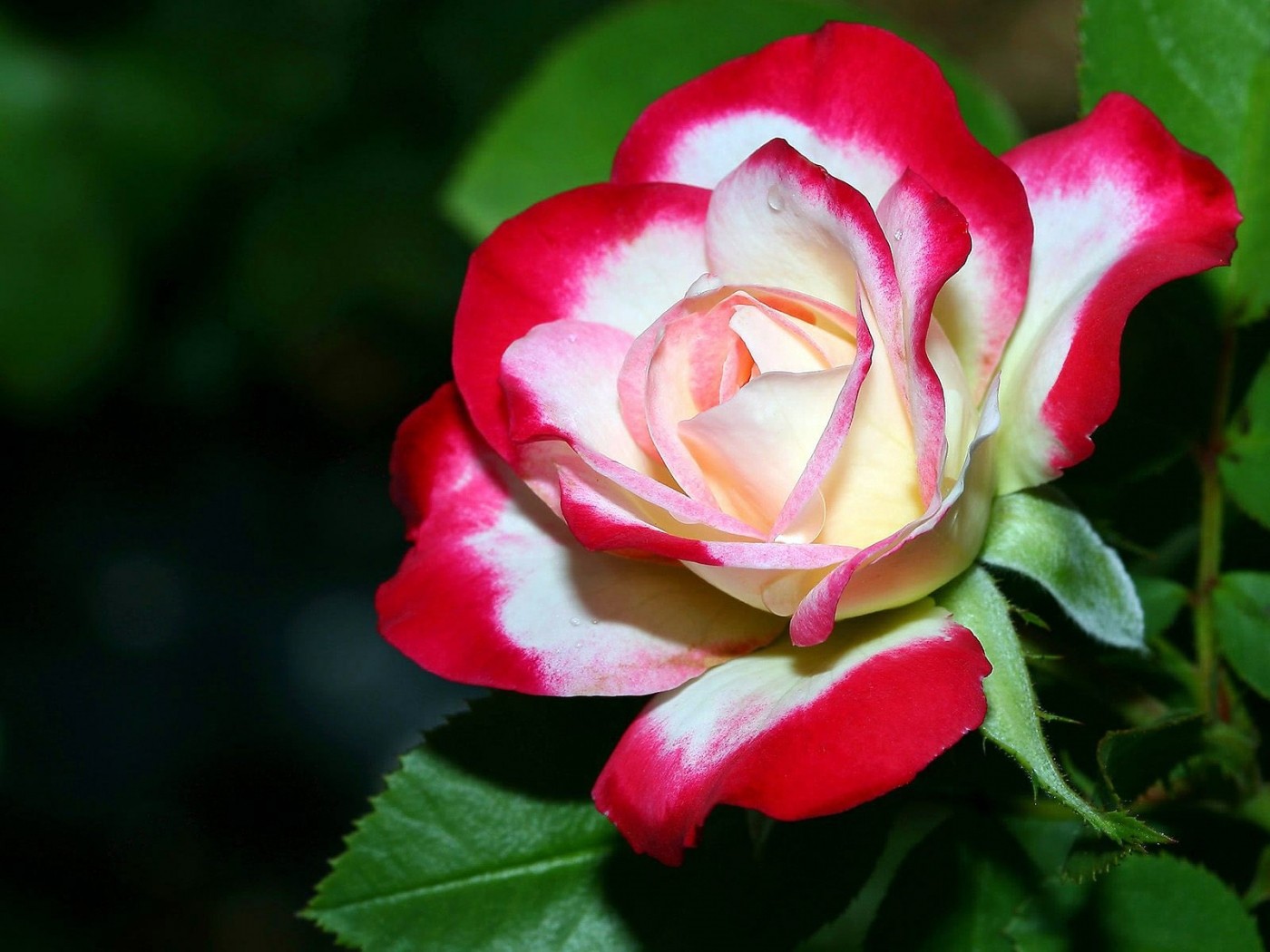 Скачать картинку Цветы, Розы, Растения в телефон бесплатно.