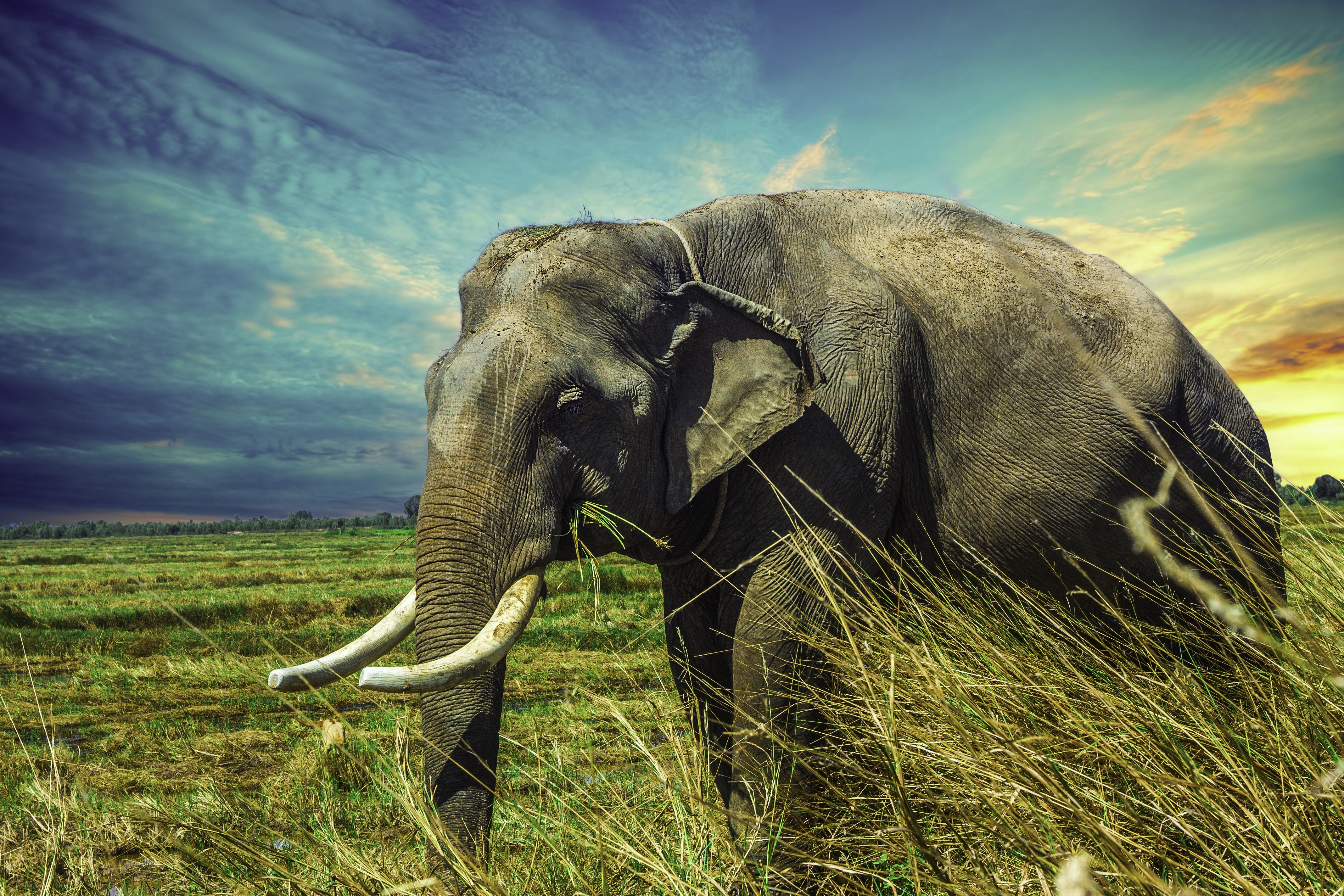 111985 скачать картинку слон, животные, трава, прогулка - обои и заставки бесплатно
