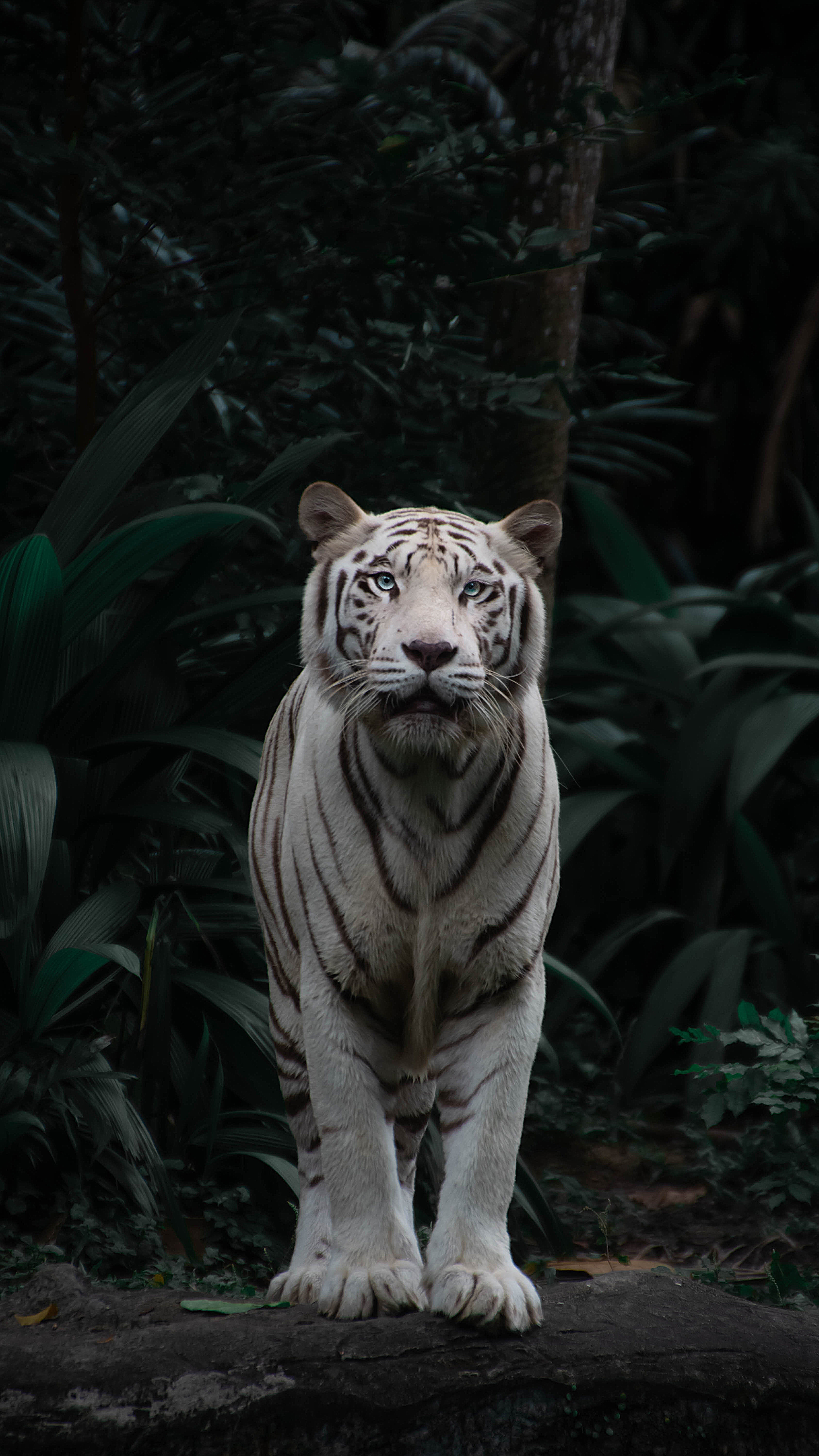 154547 скачать обои большая кошка, животные, бенгальский тигр, хищник, взгляд, тигр, кусты - заставки и картинки бесплатно