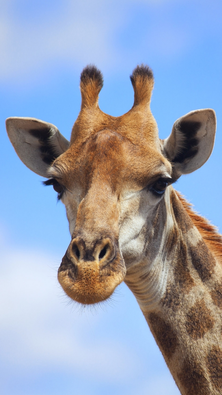 Арт Жираф с изогнутой шеей