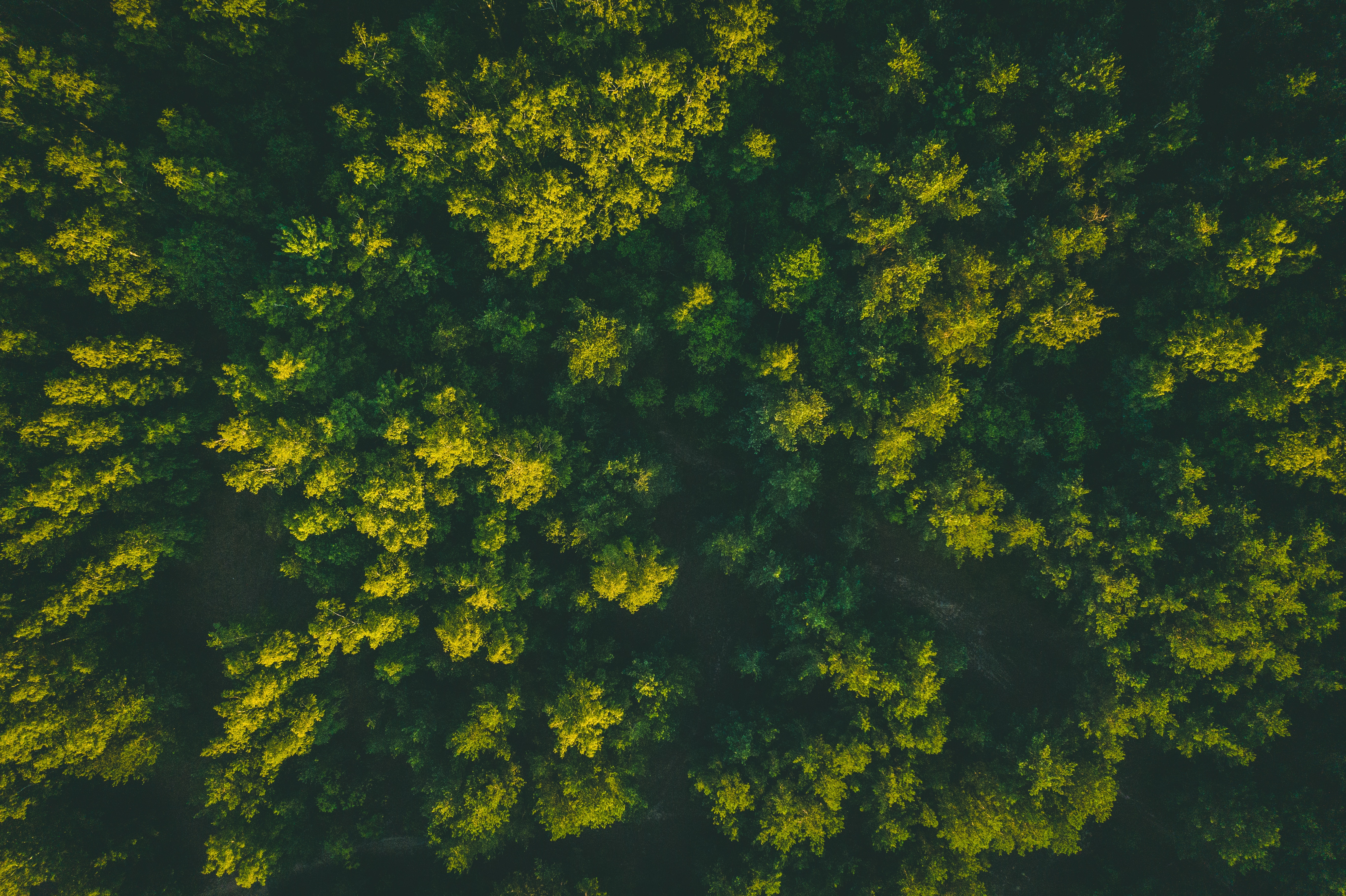 top, green, nature, trees, view from above, forest, tops cell phone wallpapers