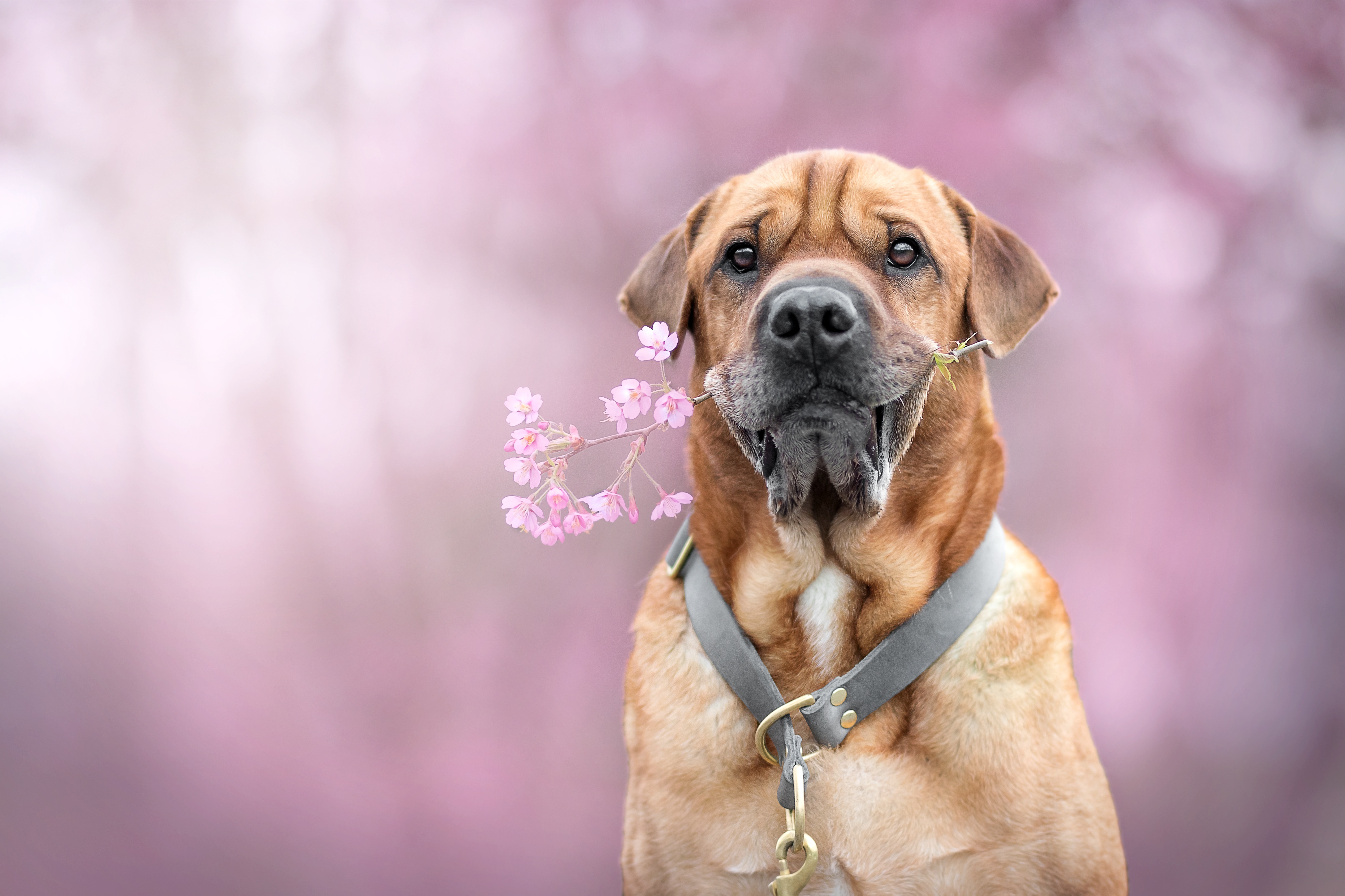 Dog 4 us. Собачка с цветочком в зубах. Собака держит в зубах цветы. Пикча собака с цветком. Собака с адресником обои.