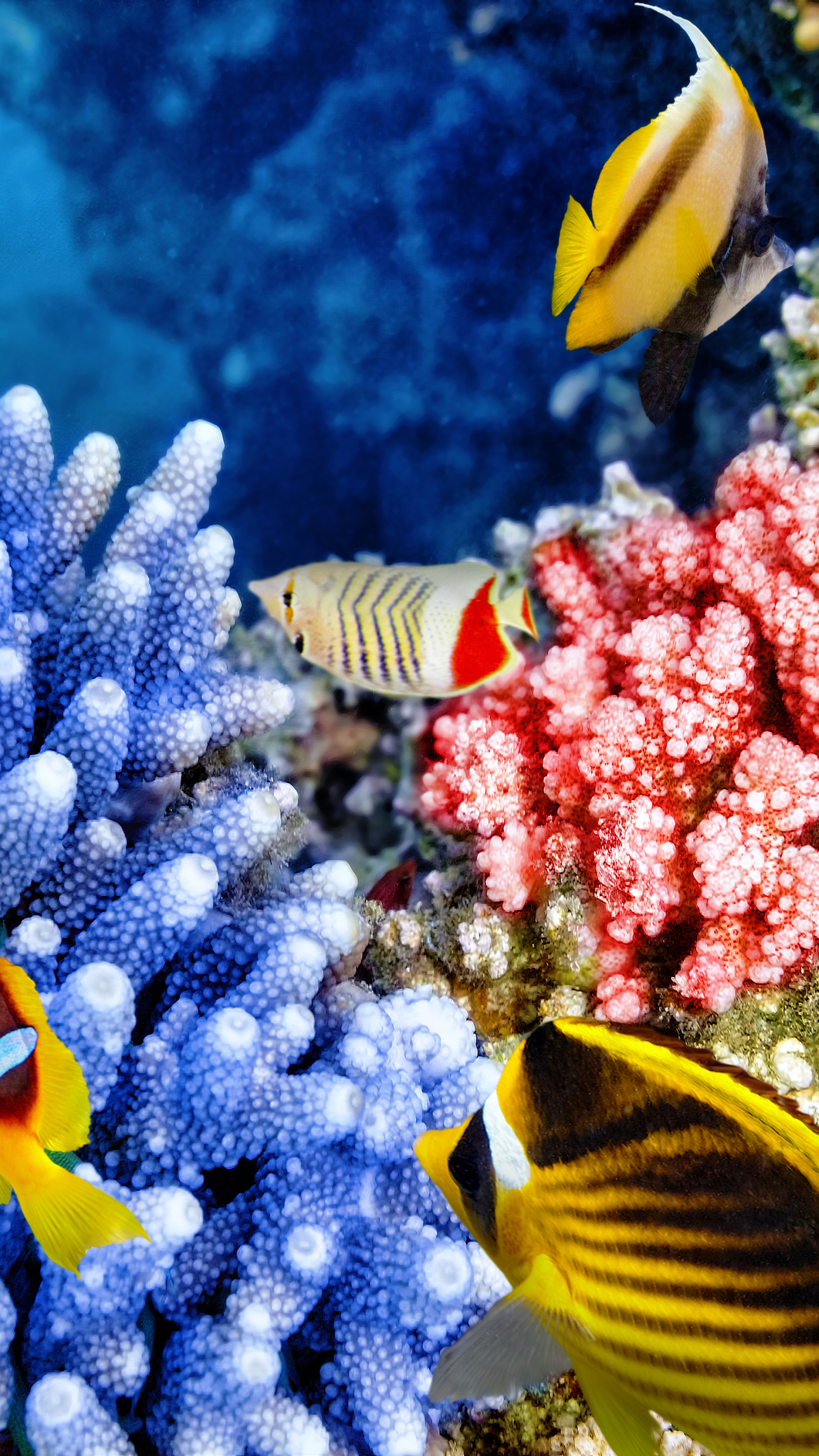 1122516 baixar imagens animais, peixe, coral, corais, vida marinha, embaixo da agua, oceano, peixes - papéis de parede e protetores de tela gratuitamente