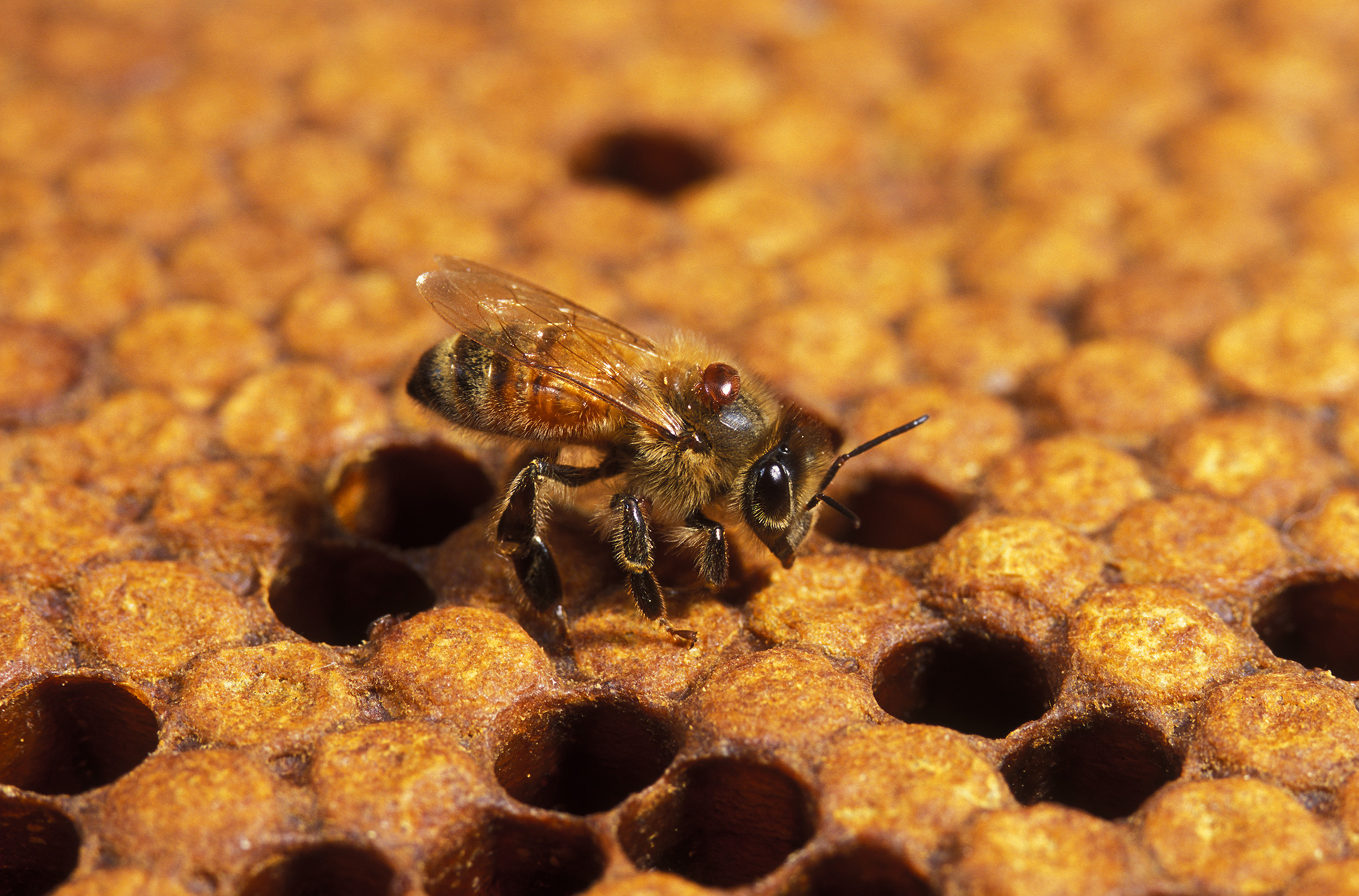 Жизнь домашних пчел. Ареал медоносной пчелы. Пчелиный клещ варроа. Среда обитания пчел. Варроатоз пчел.