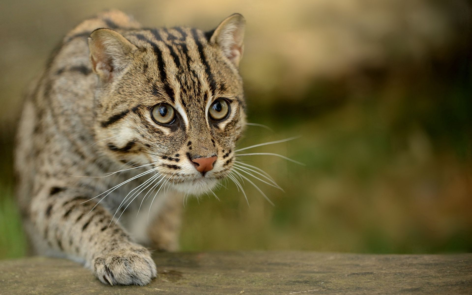 animals, sight, opinion, wild, fishing cat, fish cat, civet cat, viver cat, fish asian cat