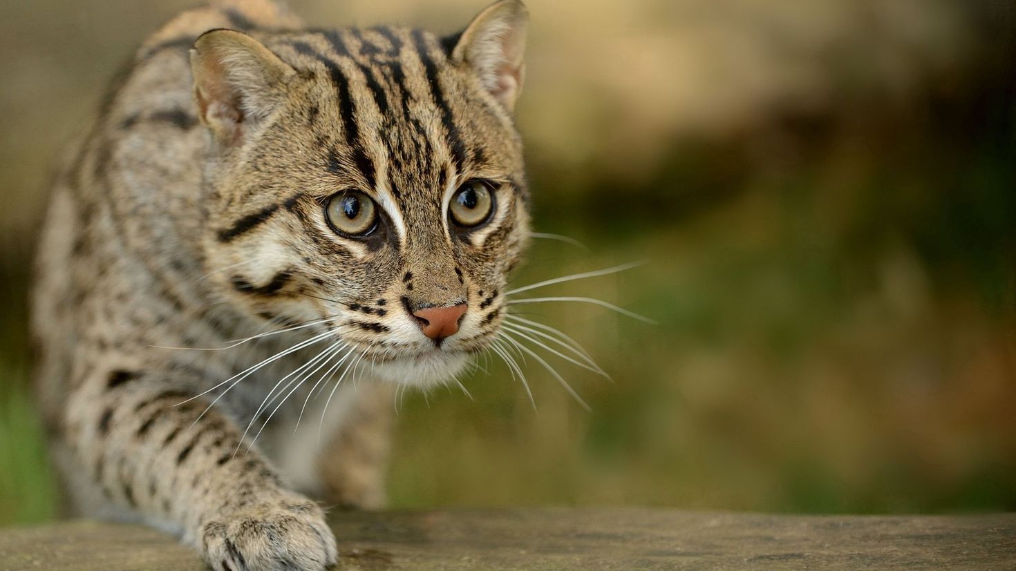 Wild cat. Виверровый кот. Prionailurus viverrinus. Кошка-рыболов. Камышовый кот.