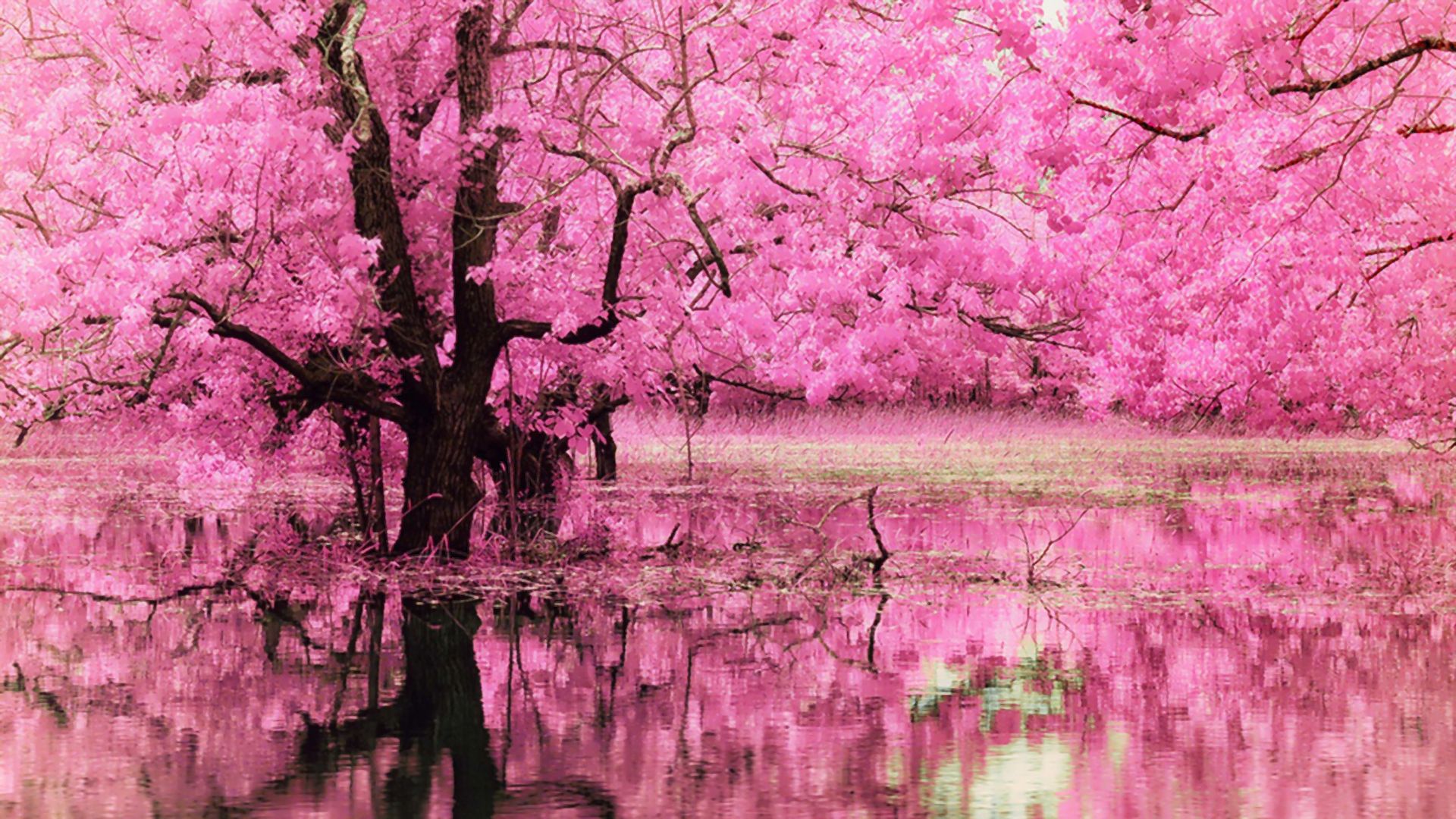 trees, pink flower, nature, blossom, earth, tree, dogwood, pond, reflection