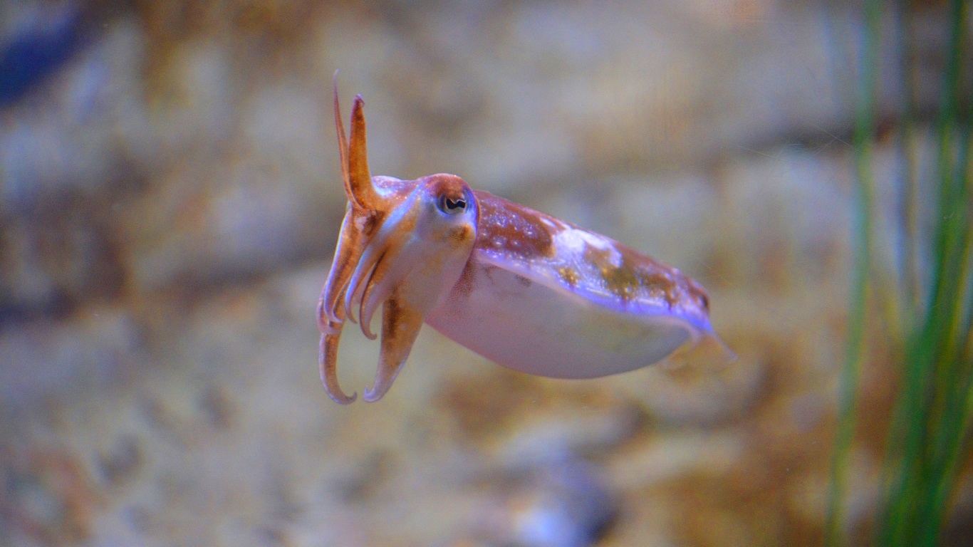 cuttlefish, animal, blur, squid, fishes QHD