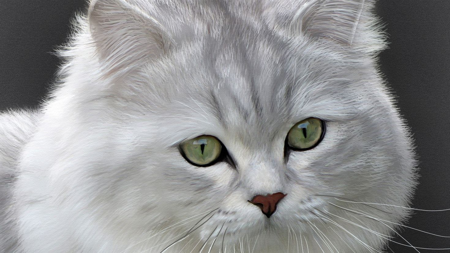 Британская длинношёрстная кошка серая с белым